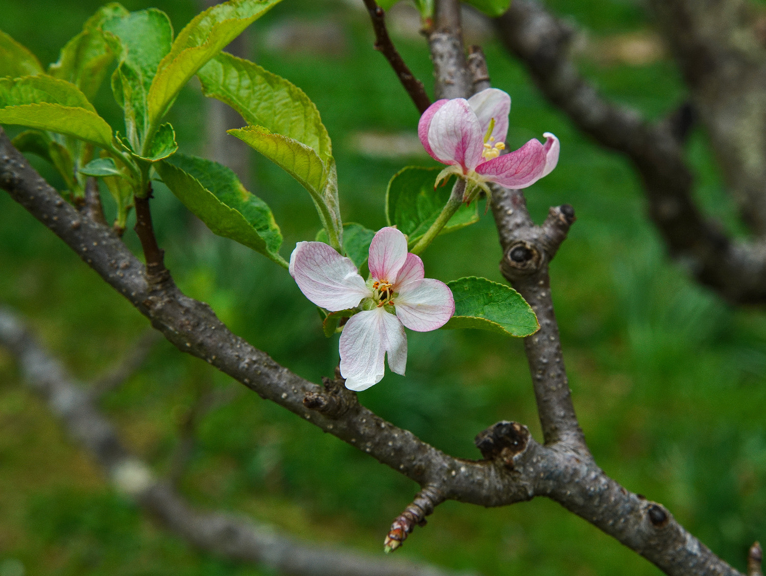 24-105mm F4 G SSM OSS sample photo. Apple blosson pink photography