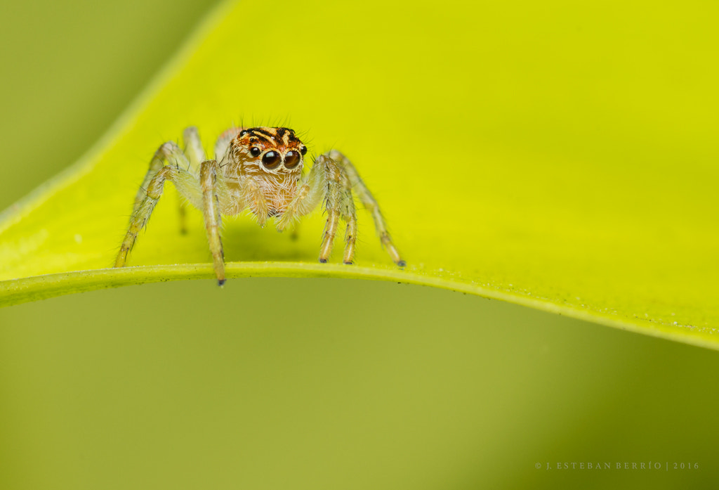 Pentax K-3 + smc PENTAX-FA Macro 100mm F2.8 sample photo. Frigga pratensis (jumping spider) - female  photography