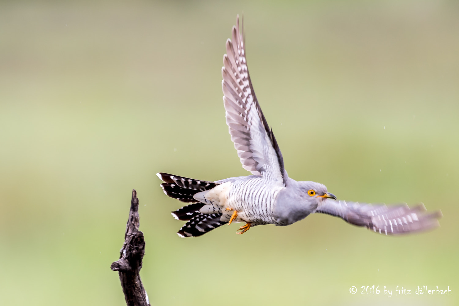 Nikon AF-S Nikkor 500mm F4G ED VR sample photo. Kuckuck photography