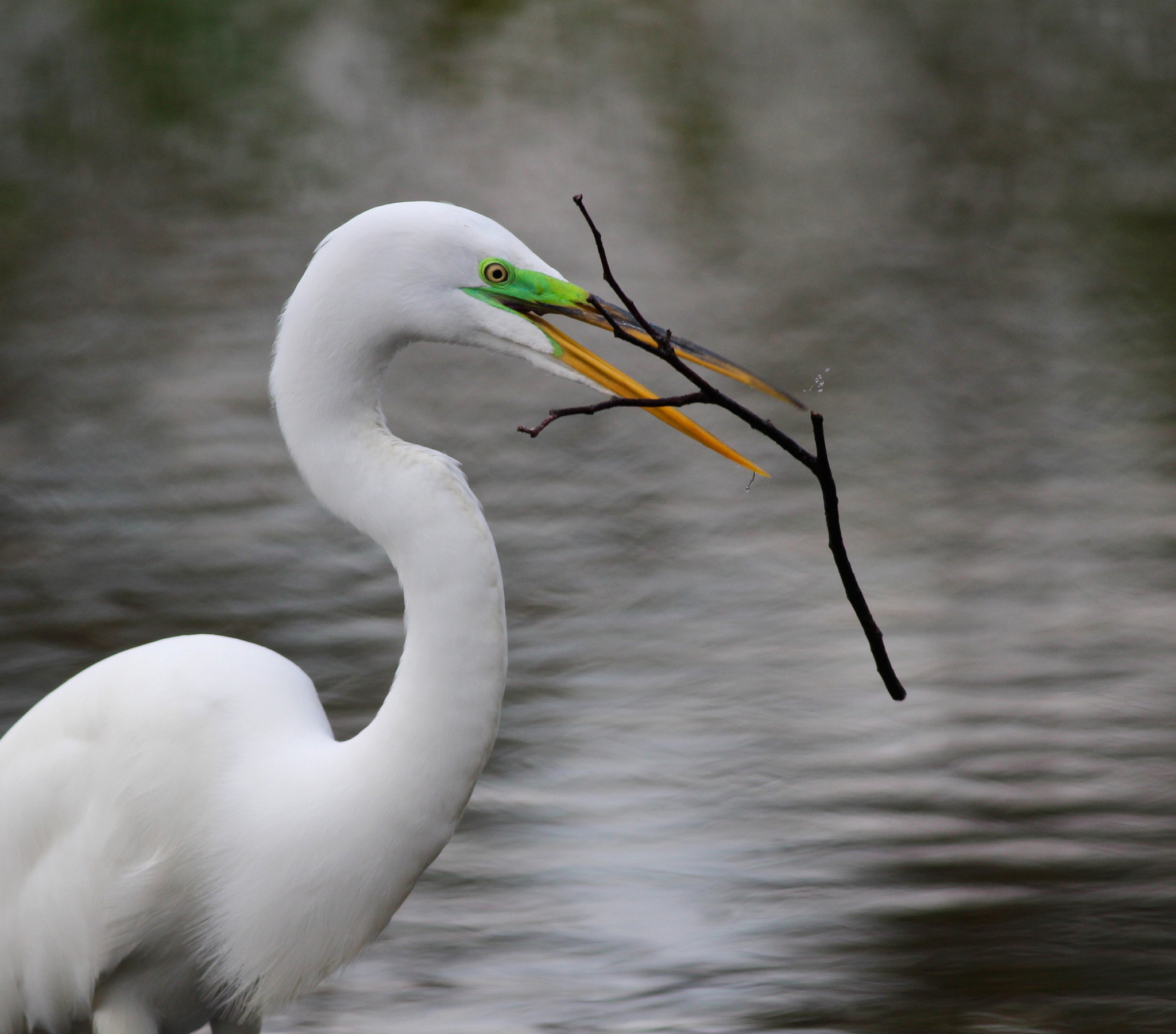 Canon EF 400mm F5.6L USM sample photo. Great egret with nesting material photography