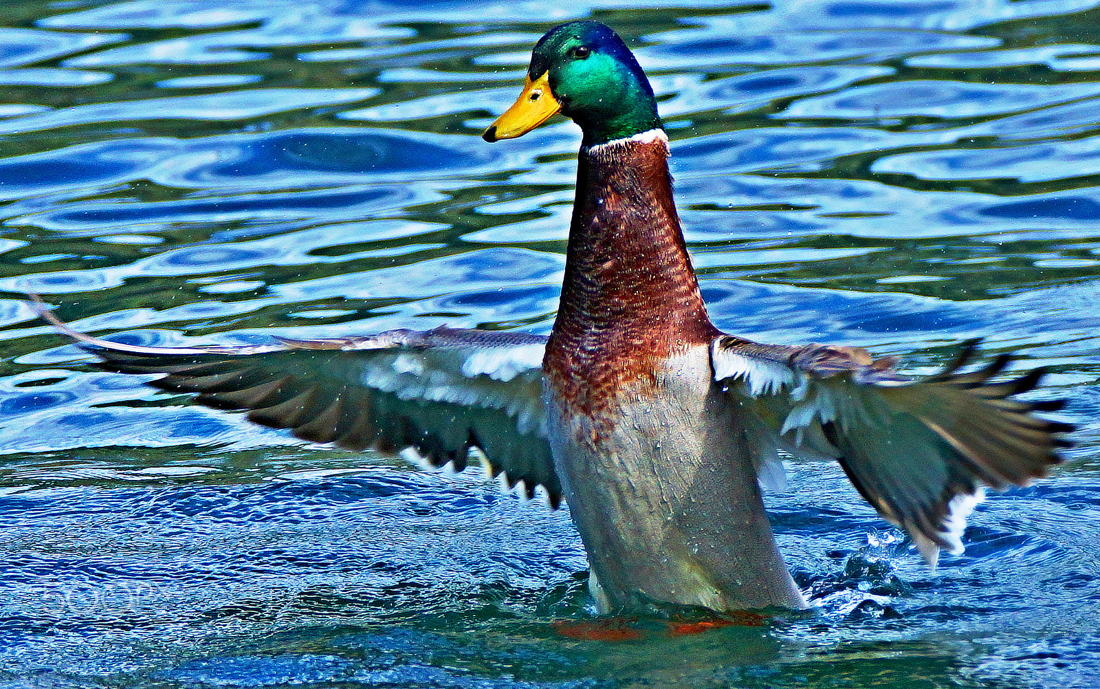 Sony SLT-A77 + Tamron SP 150-600mm F5-6.3 Di VC USD sample photo. Soo grösse fisch habe ich gesehen....... photography