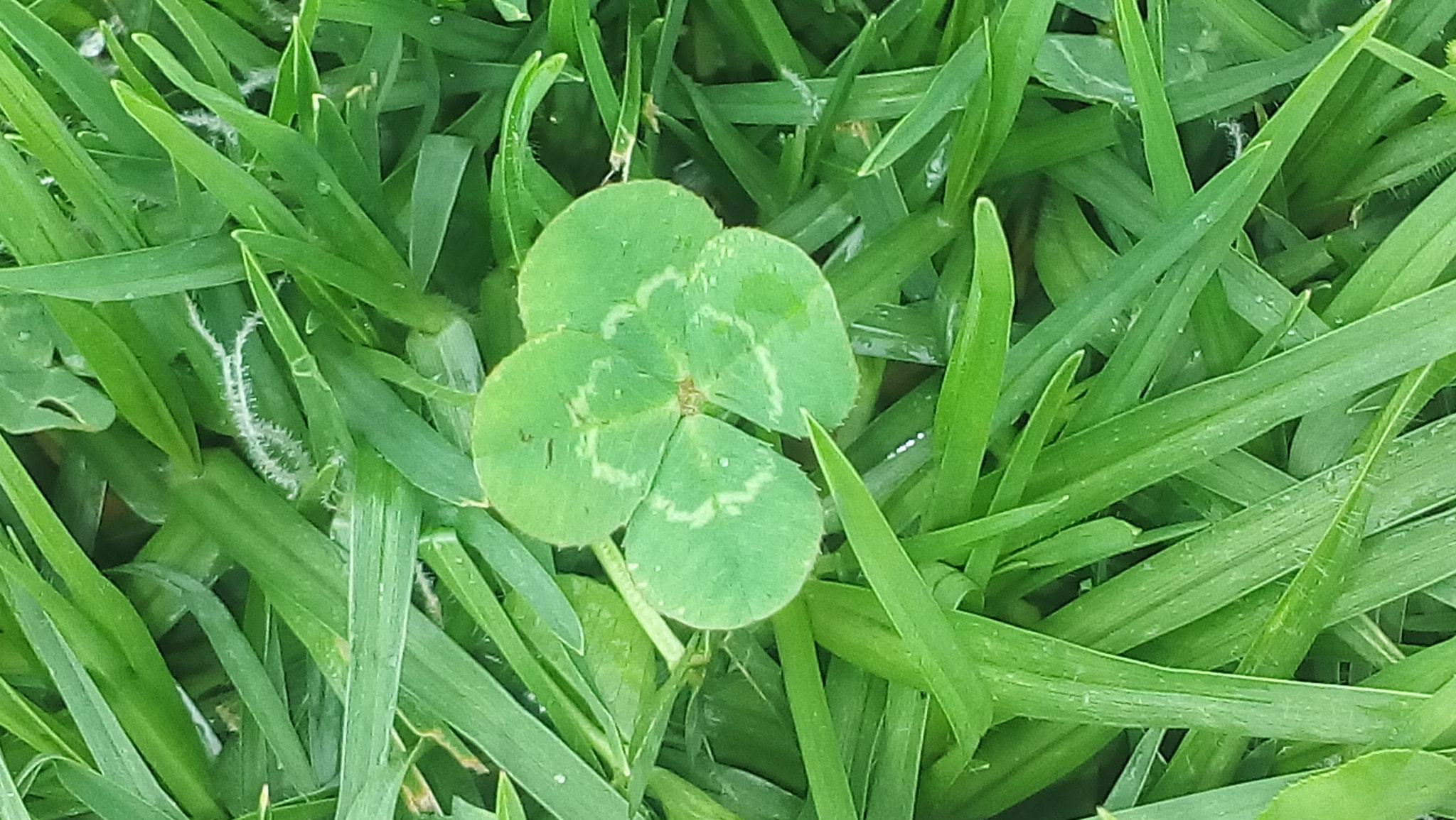 LG L Bello sample photo. Trebol photography
