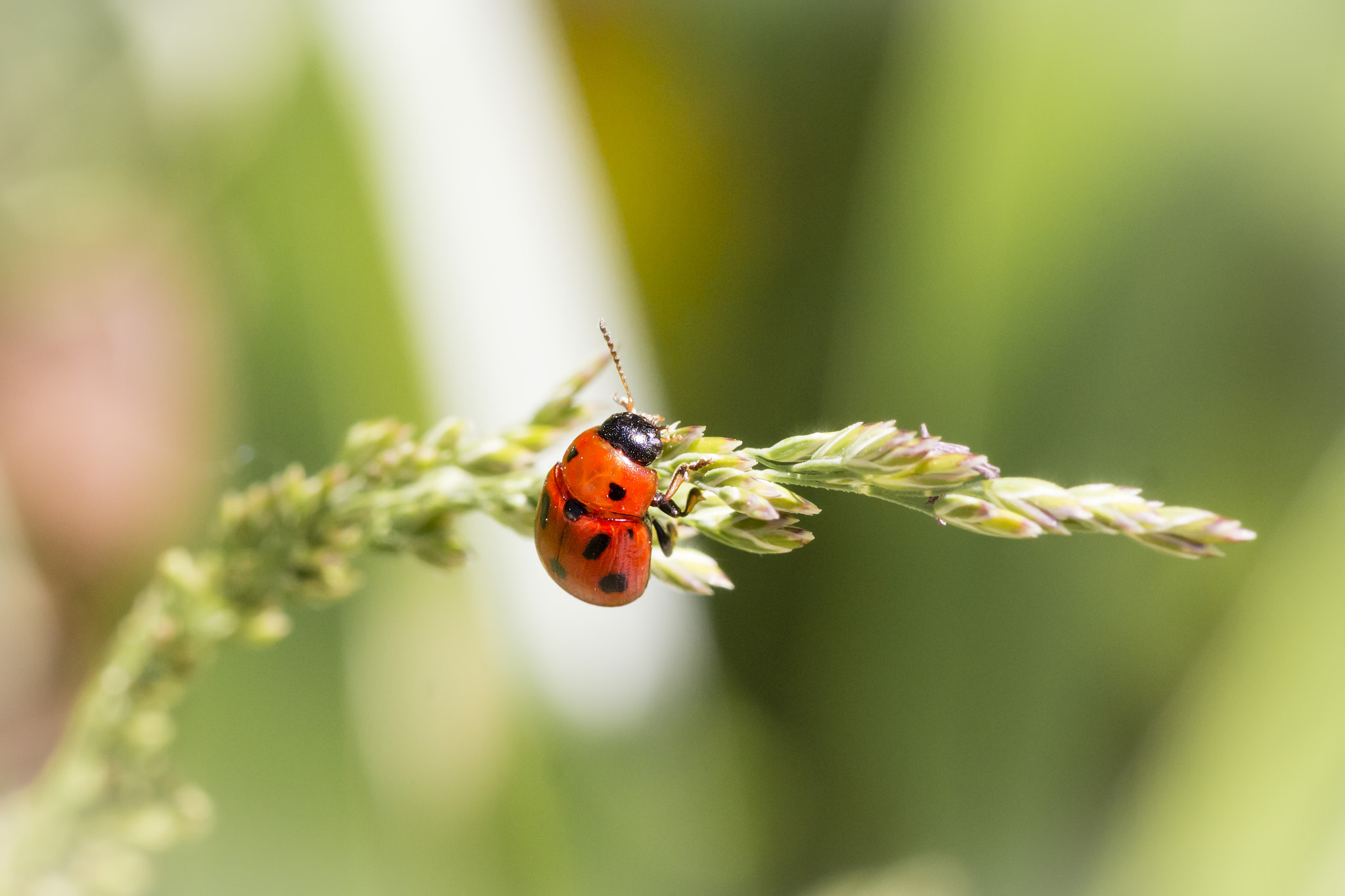 Canon EOS 700D (EOS Rebel T5i / EOS Kiss X7i) + Tamron SP AF 90mm F2.8 Di Macro sample photo. Red spot photography