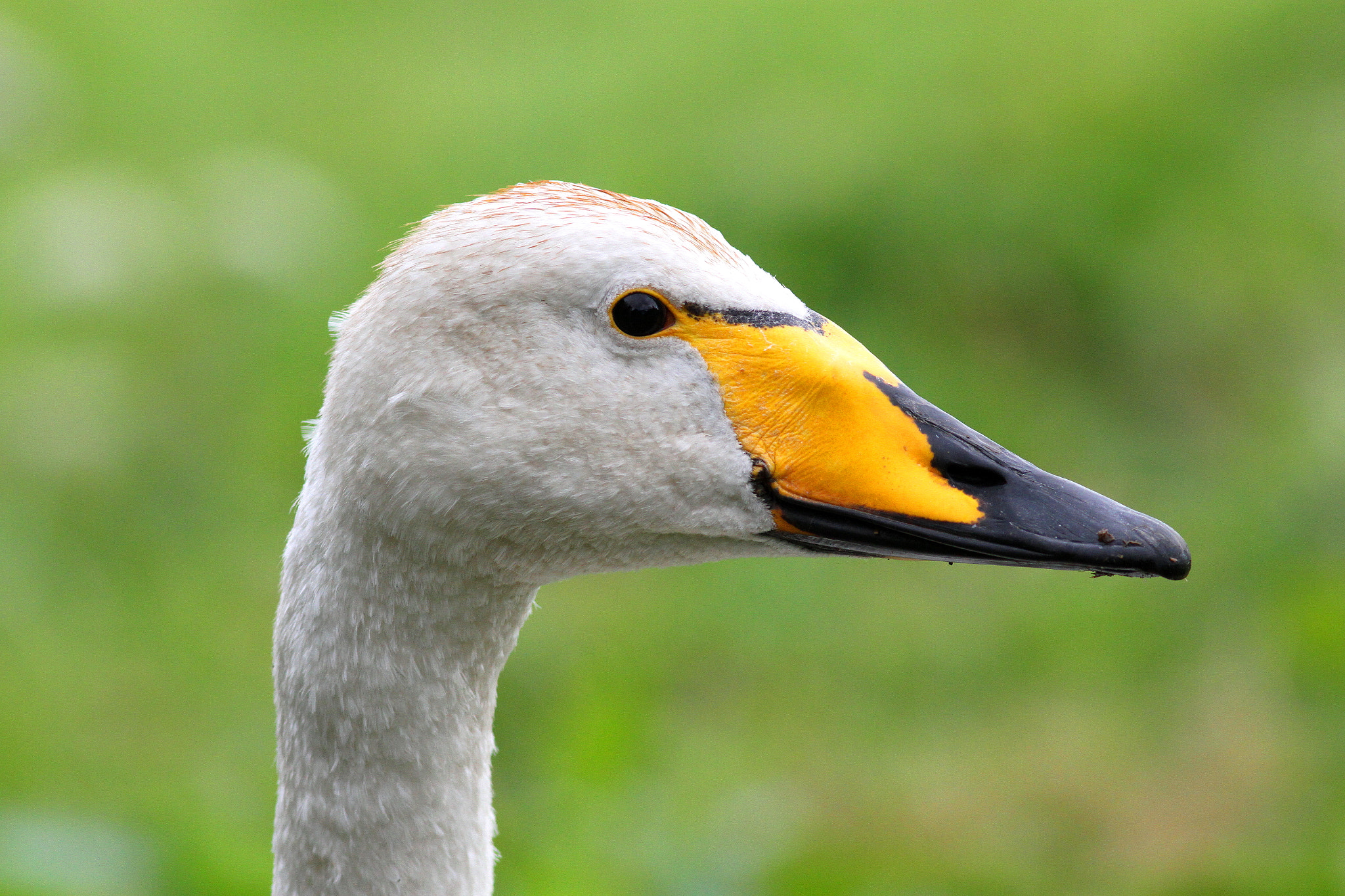 Canon EF 300mm F4L IS USM sample photo. Whooper swan photography