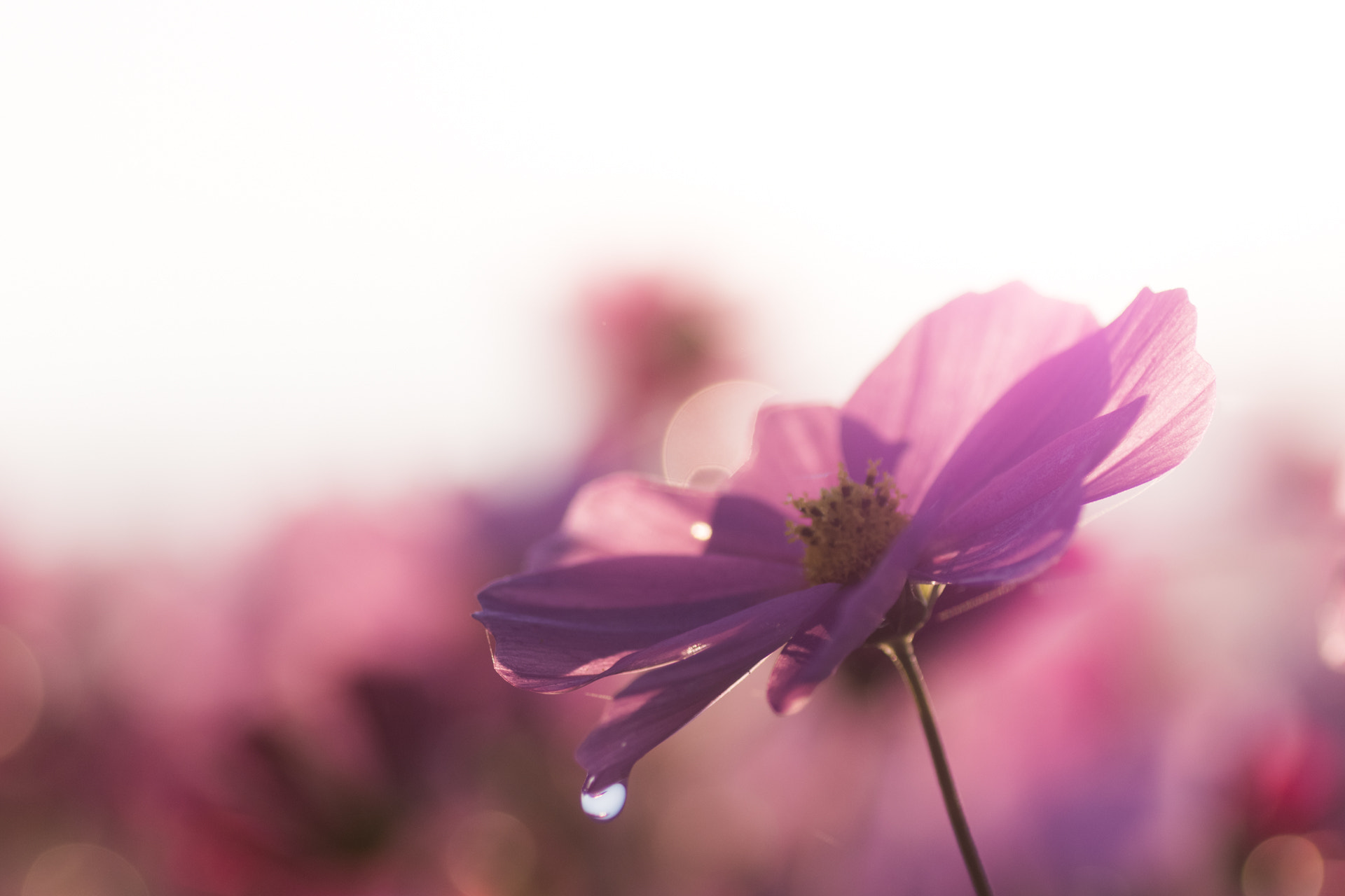 Pentax K-S1 + Tamron SP AF 90mm F2.8 Di Macro sample photo. Flower with the power to life. photography