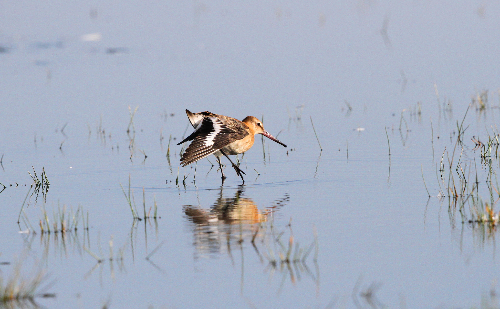 Canon EF 500mm F4L IS II USM sample photo. Black tailed godwit photography