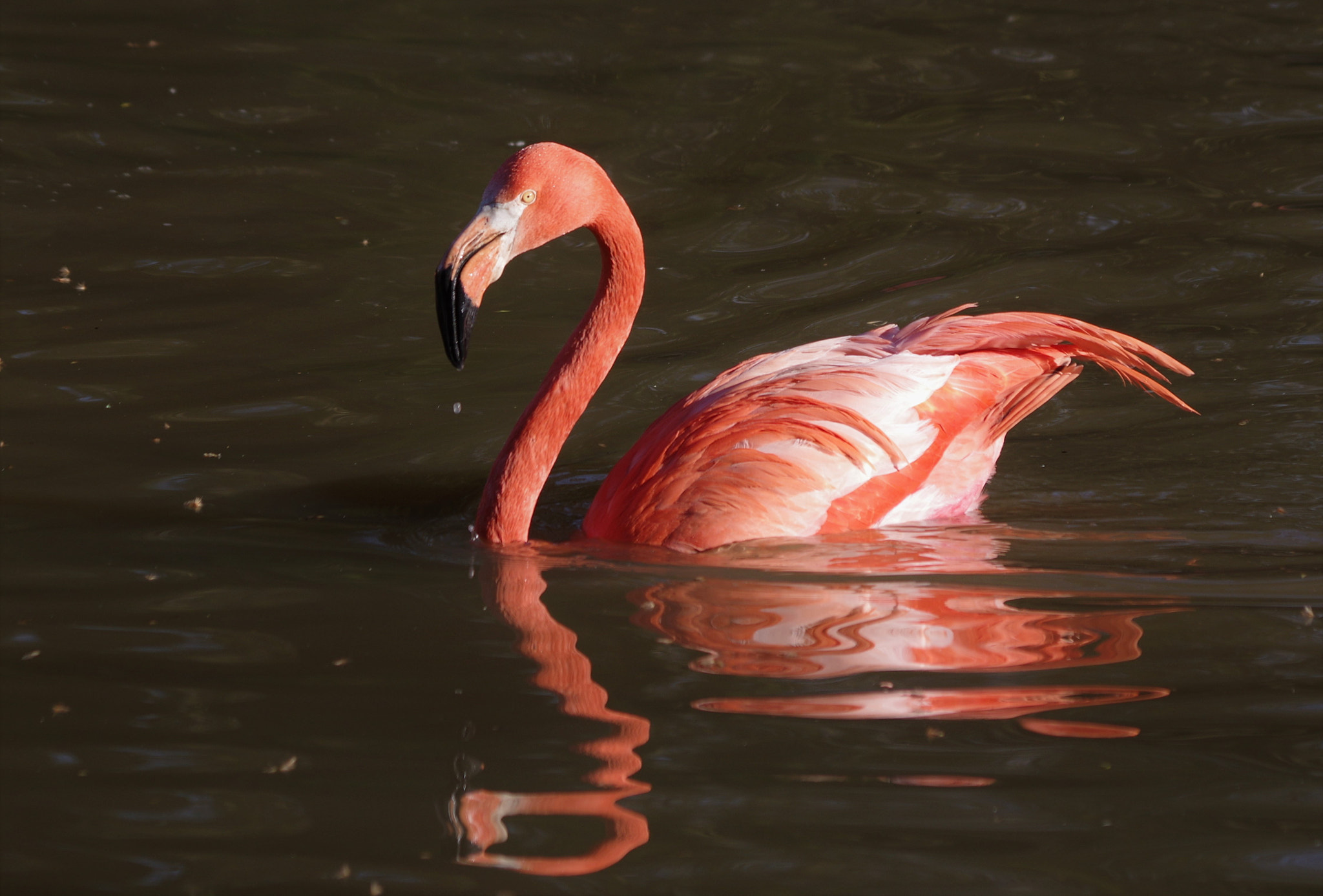 Pentax smc DA 55-300mm F4.0-5.8 ED sample photo. Oiseaux de beauval photography