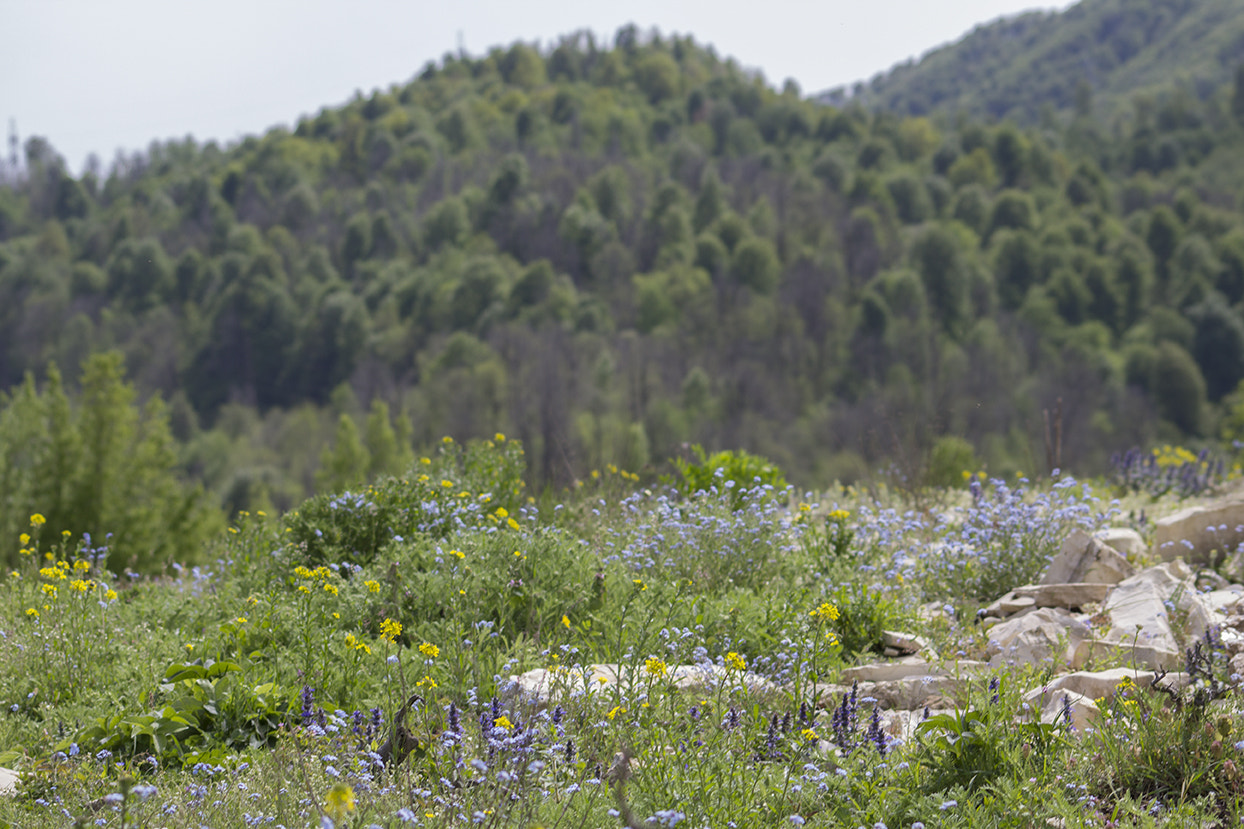 Sigma 70-300mm F4-5.6 APO DG Macro sample photo. Spring in the mountains photography