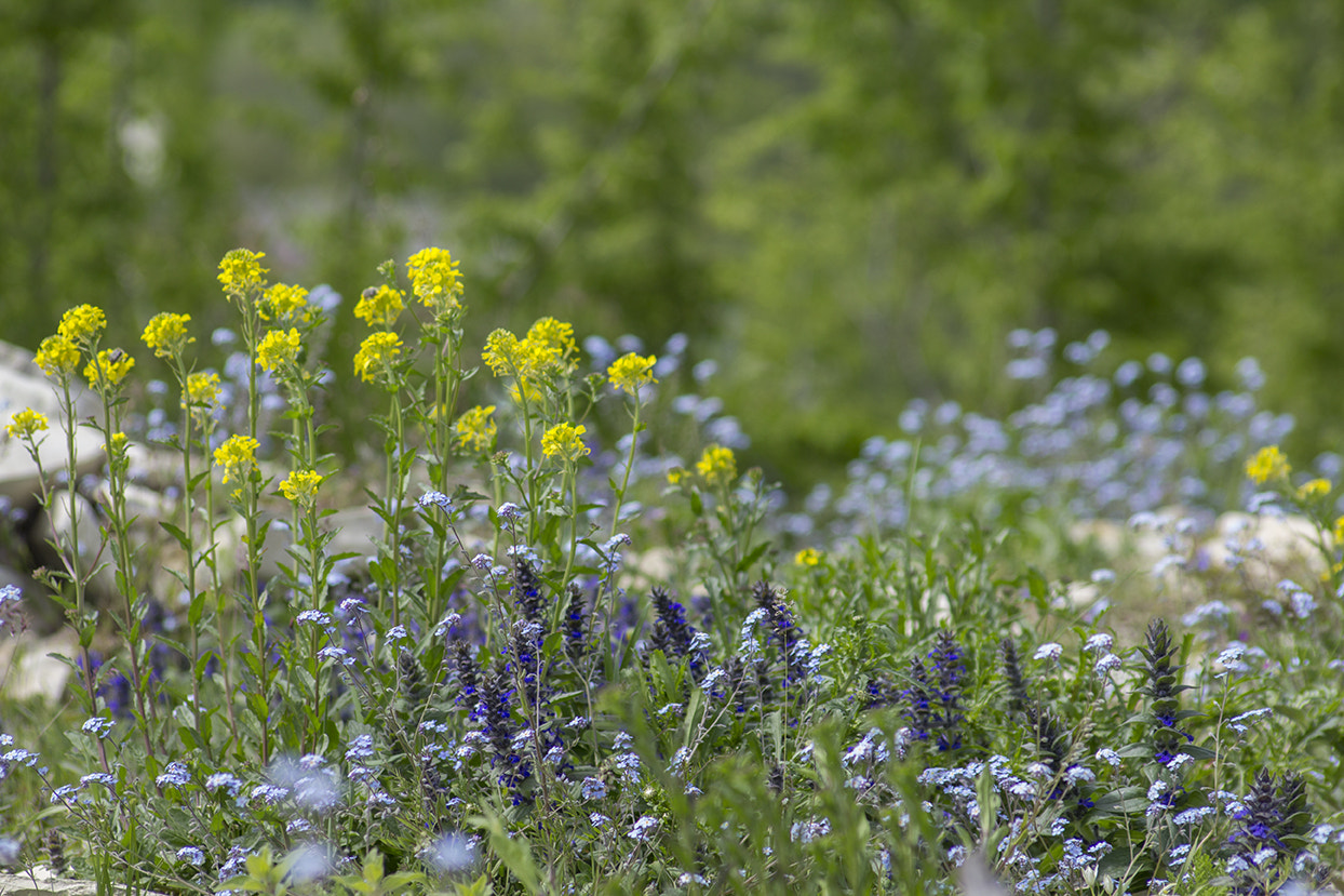 Sigma 70-300mm F4-5.6 APO DG Macro sample photo. Spring transparency photography