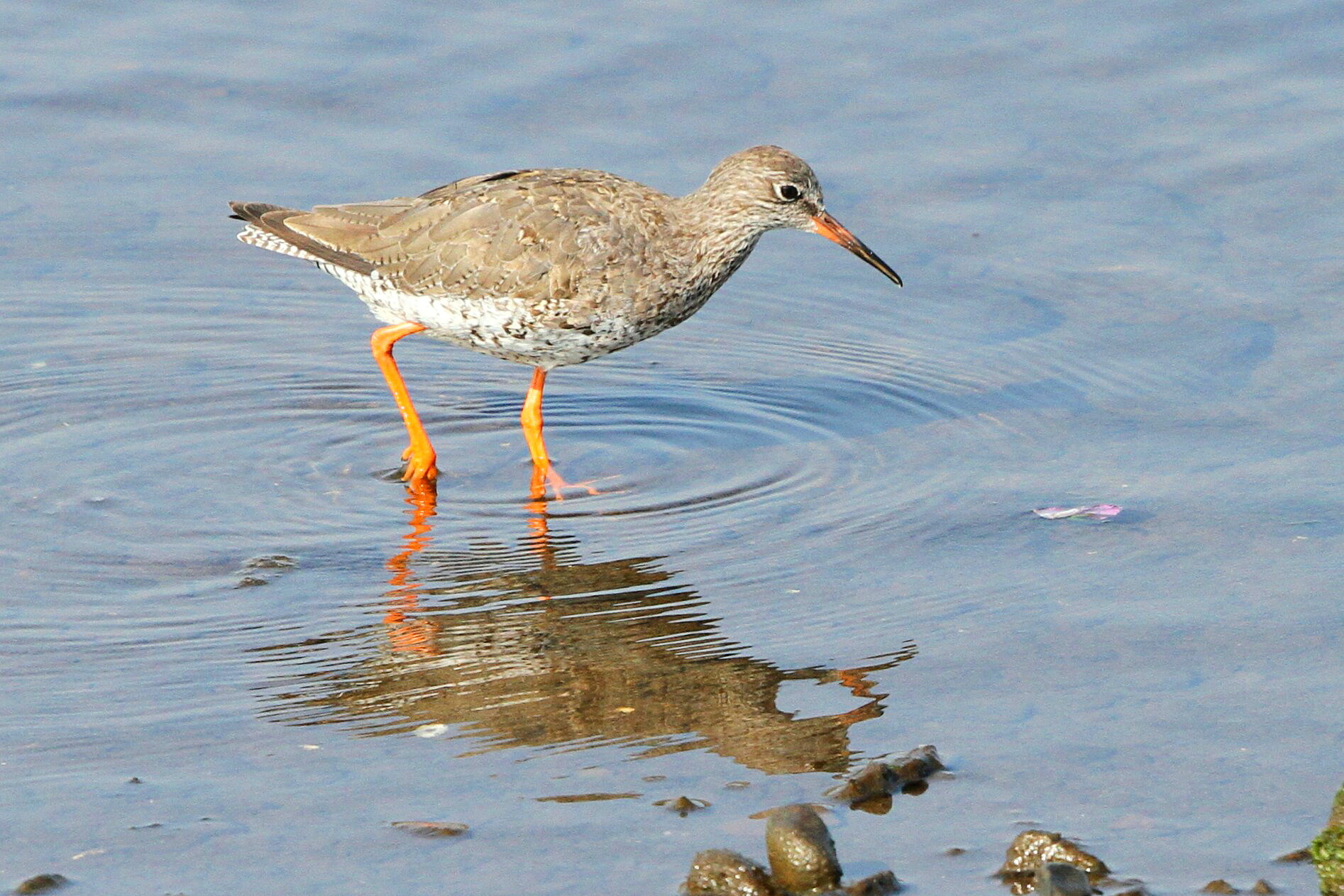 Canon EF 500mm F4L IS II USM sample photo. Red shank photography