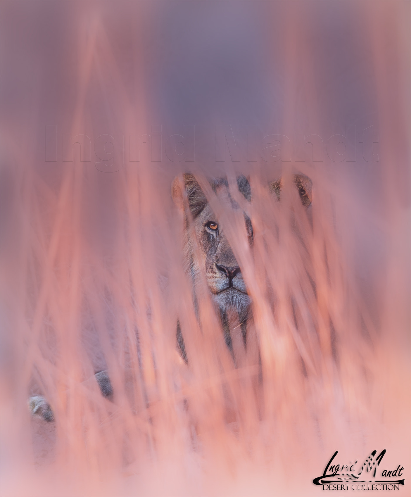 Nikon D4S + Nikon AF-S Nikkor 600mm F4G ED VR sample photo. One of the most stunning upcoming kings of the namib desert - offspring of the iconic terrace... photography