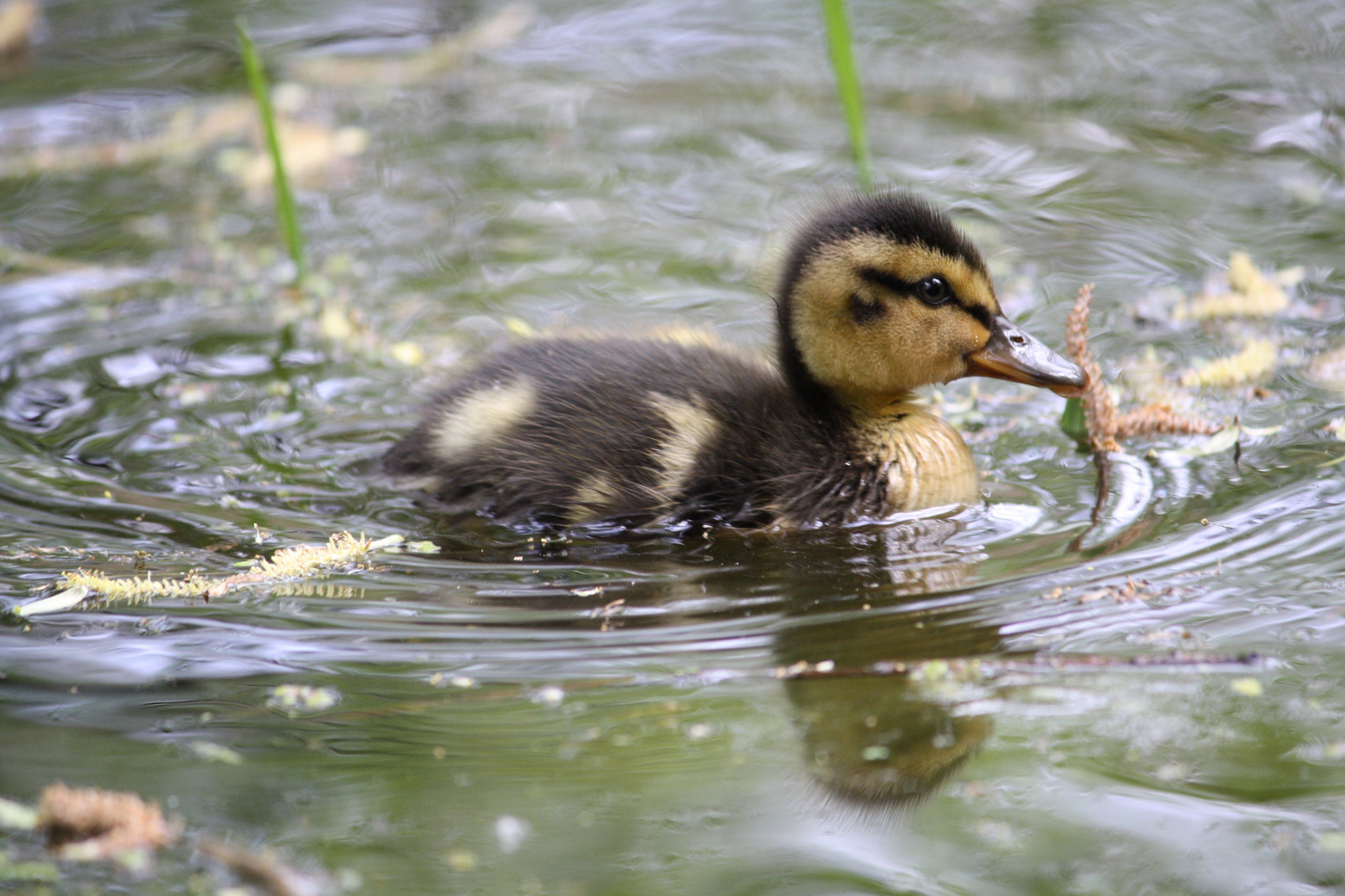 Canon EOS 1000D (EOS Digital Rebel XS / EOS Kiss F) sample photo. Duckling photography