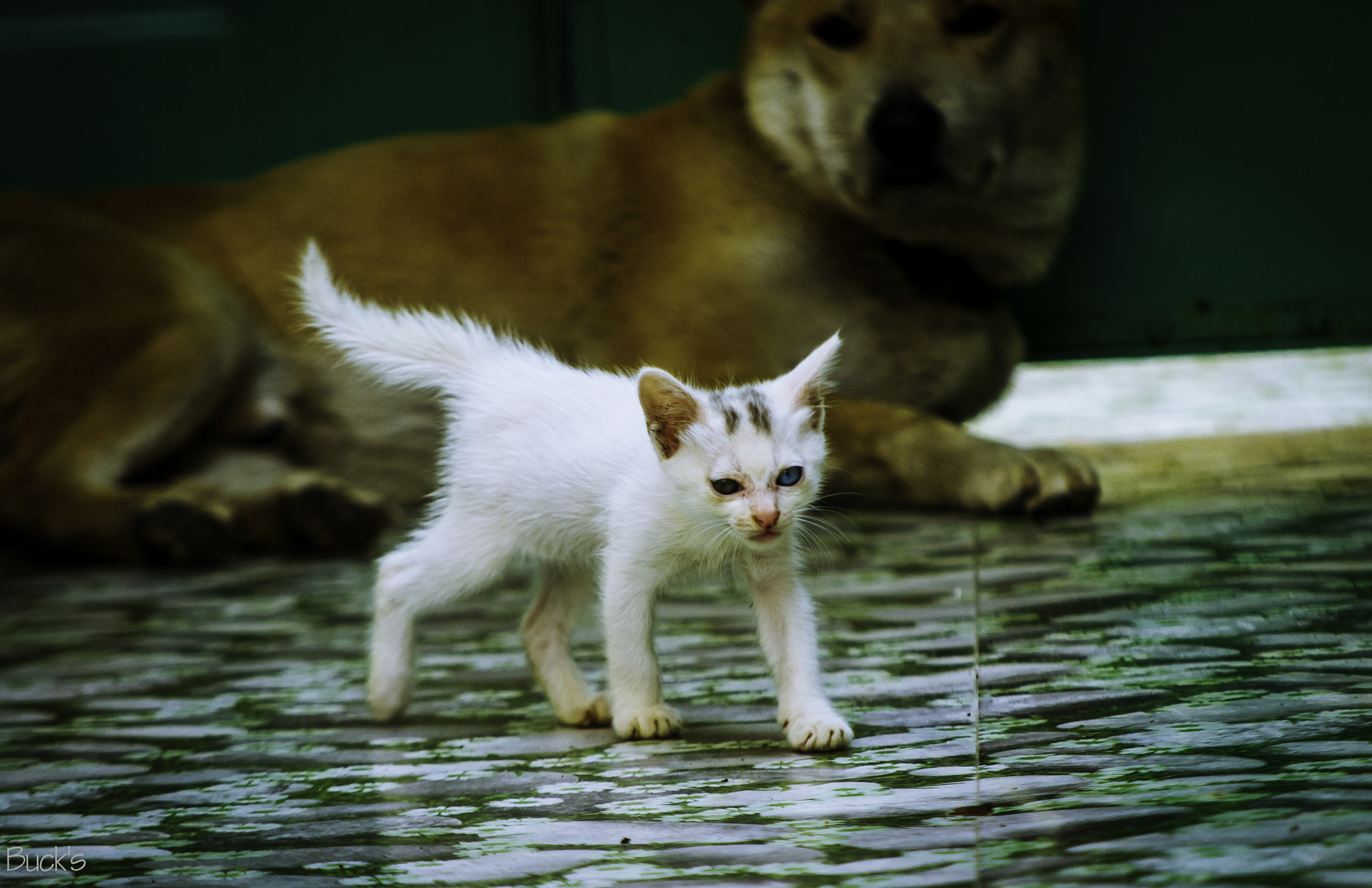 Nikon D200 sample photo. A little friend and another bigger friend. photography