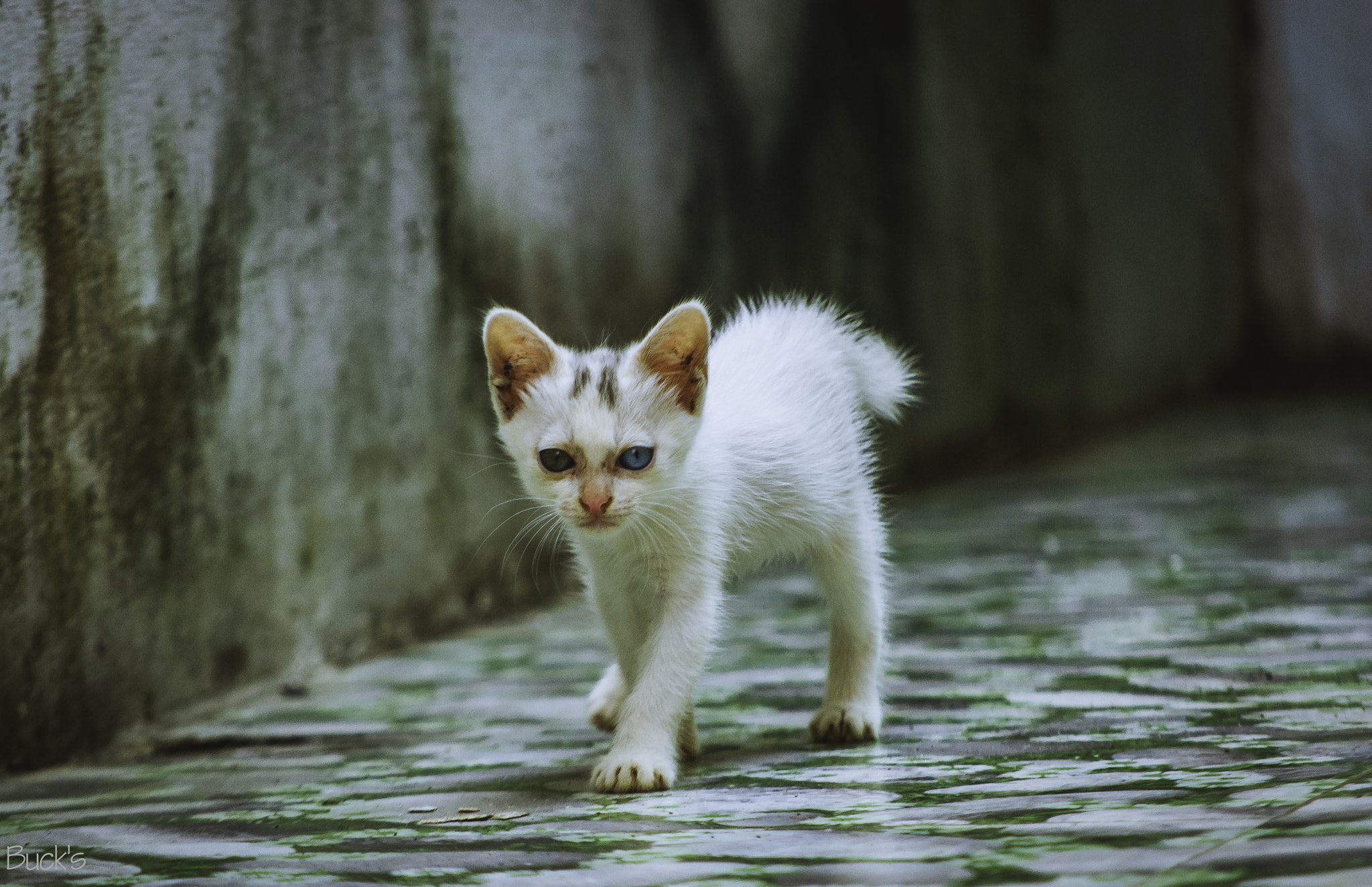 Nikon D200 sample photo. My cat photography