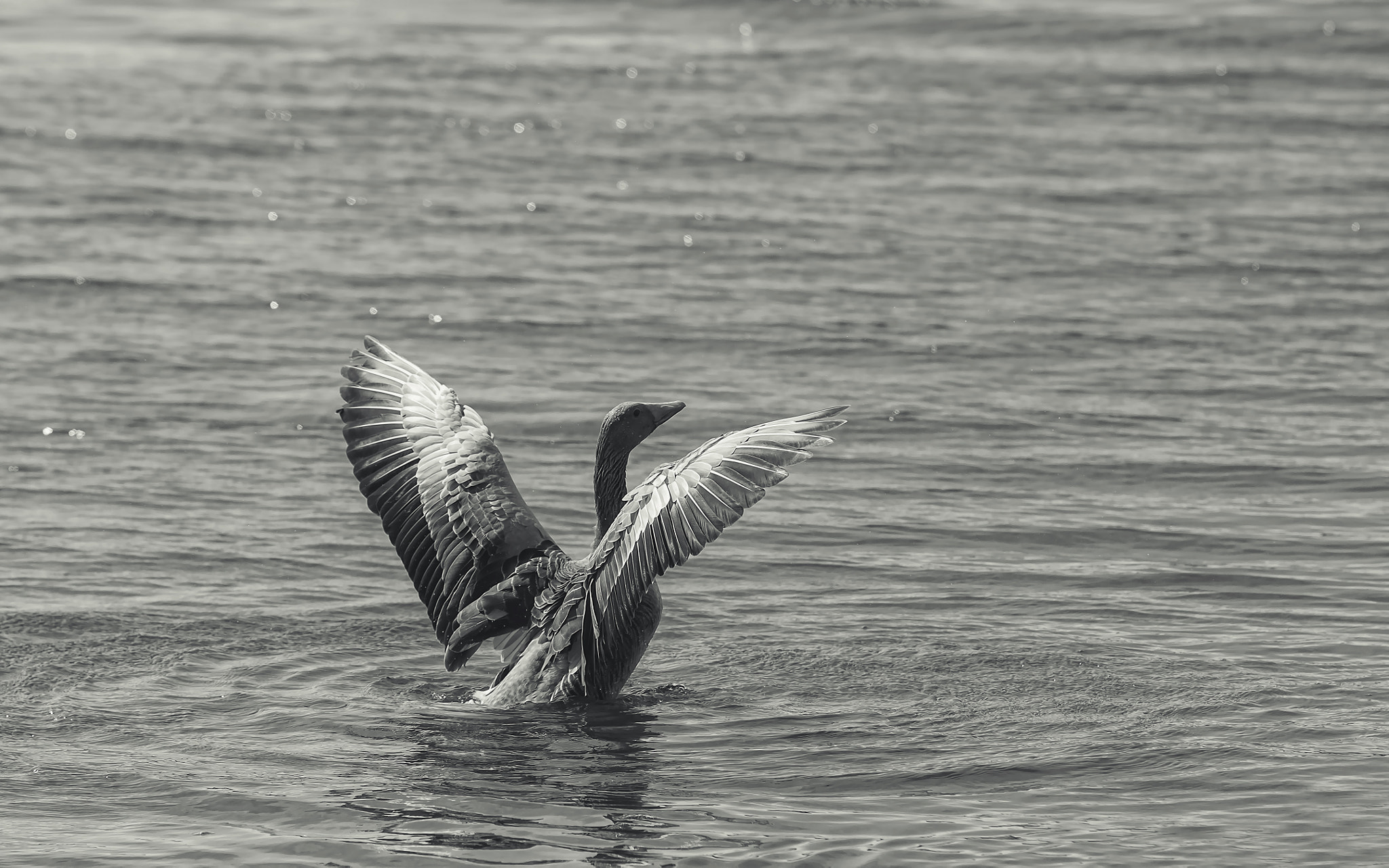 Pentax K-500 sample photo. Be free photography