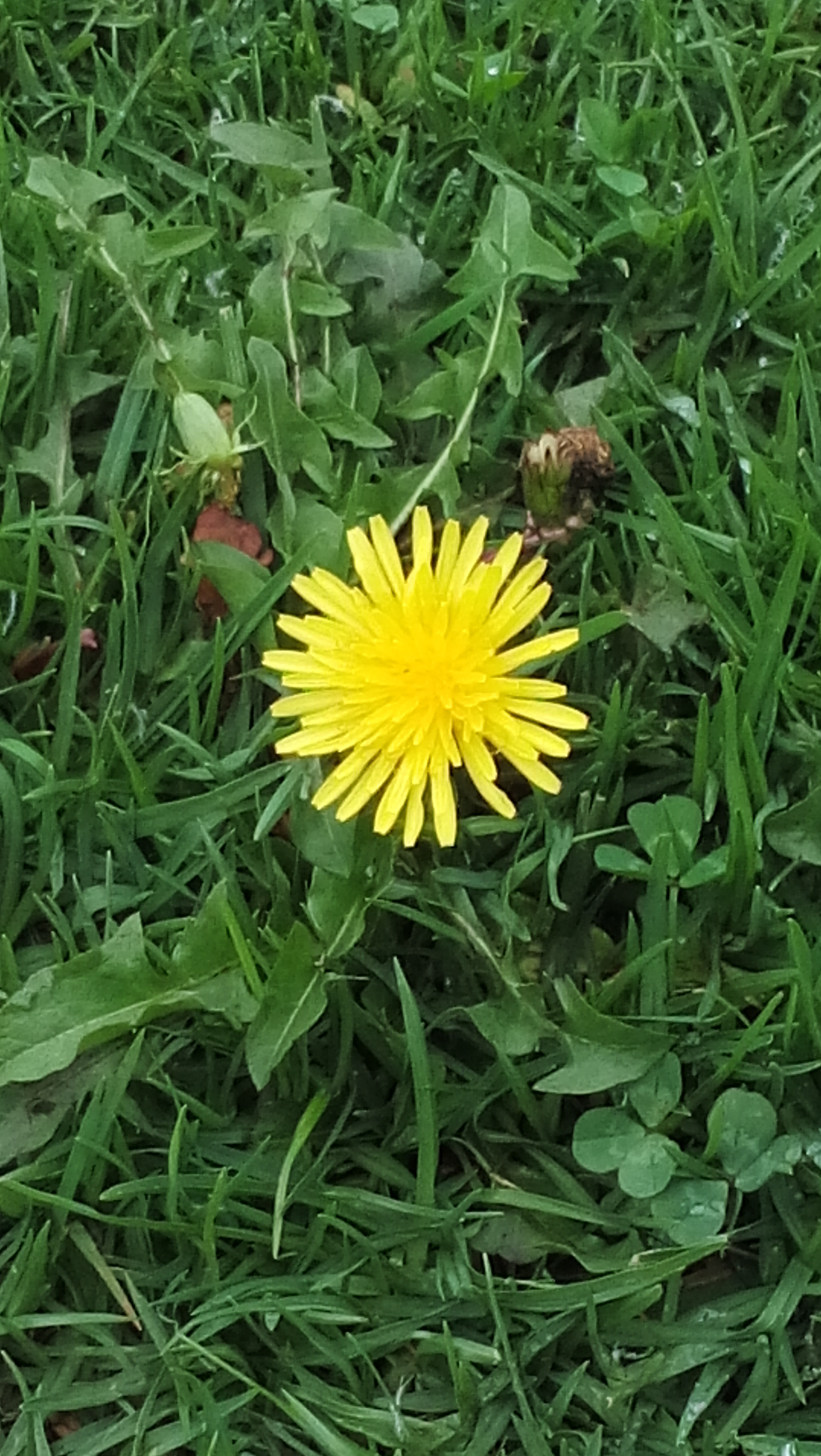 LG L Bello sample photo. Yellow photography