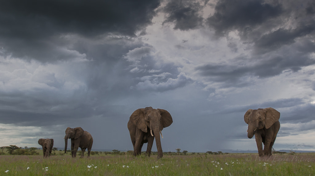 Canon EOS-1D Mark IV sample photo. Survivors in the storm photography