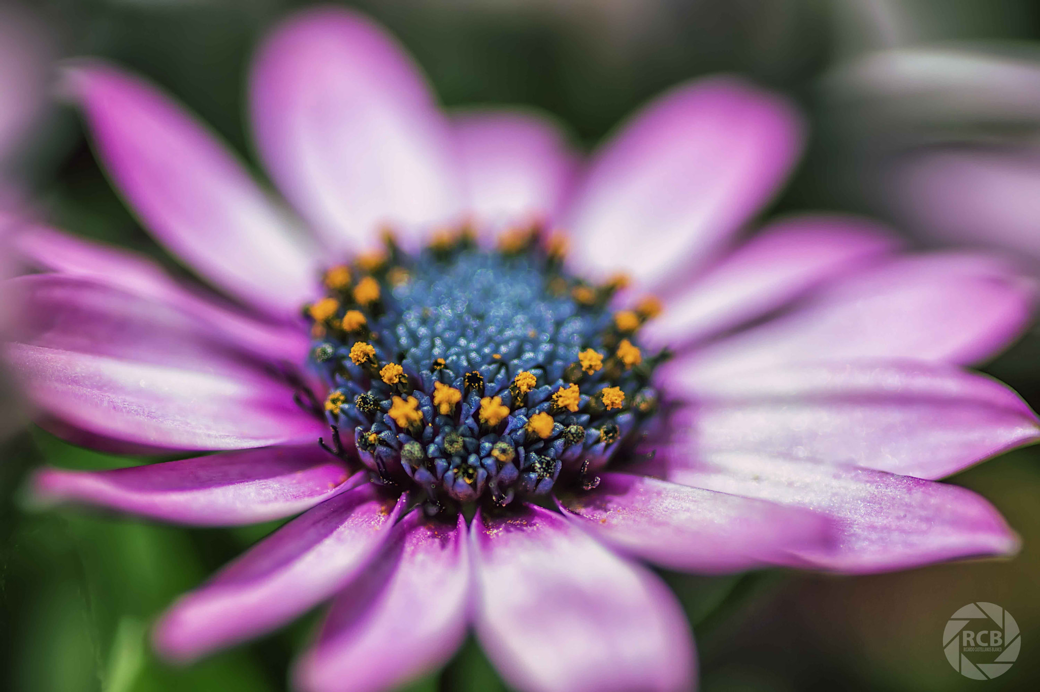 Sony SLT-A58 + Sigma AF 105mm F2.8 EX [DG] Macro sample photo. Belleza primaveral... photography