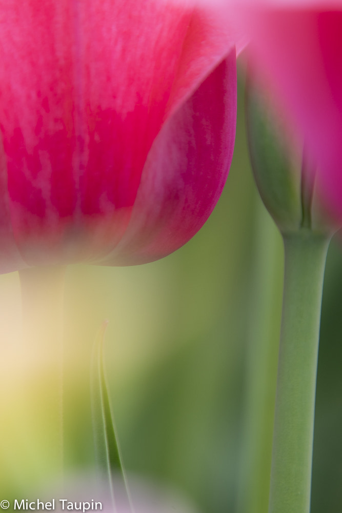 XF100-400mmF4.5-5.6 R LM OIS WR + 1.4x sample photo. Spring photography