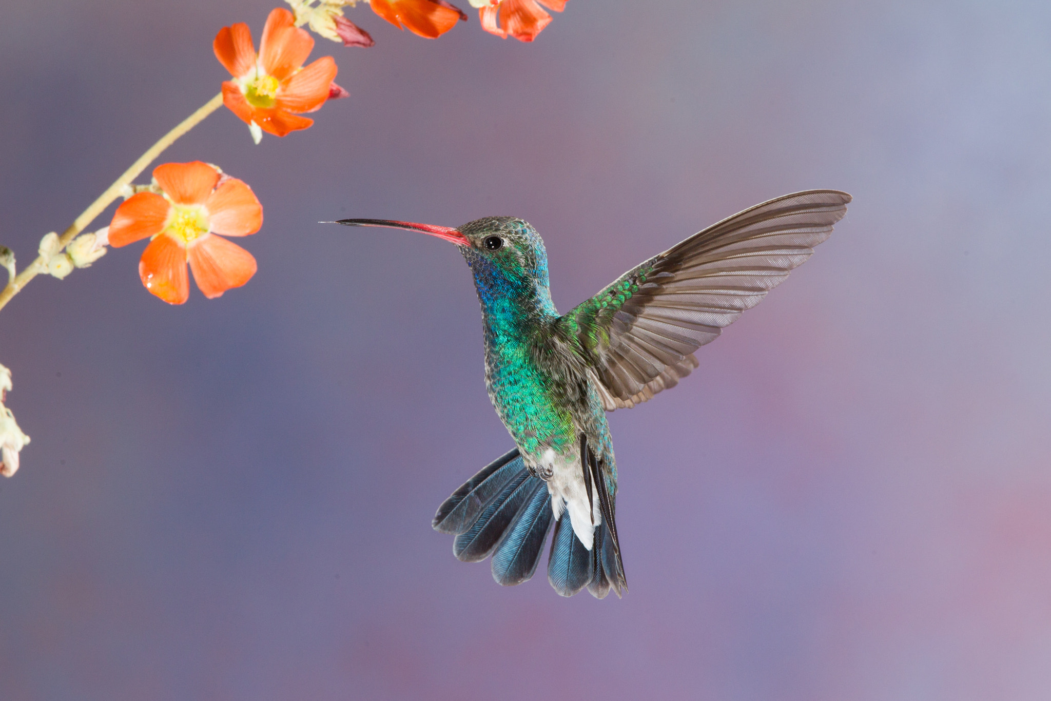 Canon EF 600mm f/4L IS sample photo. Broad-billed hummingbird photography