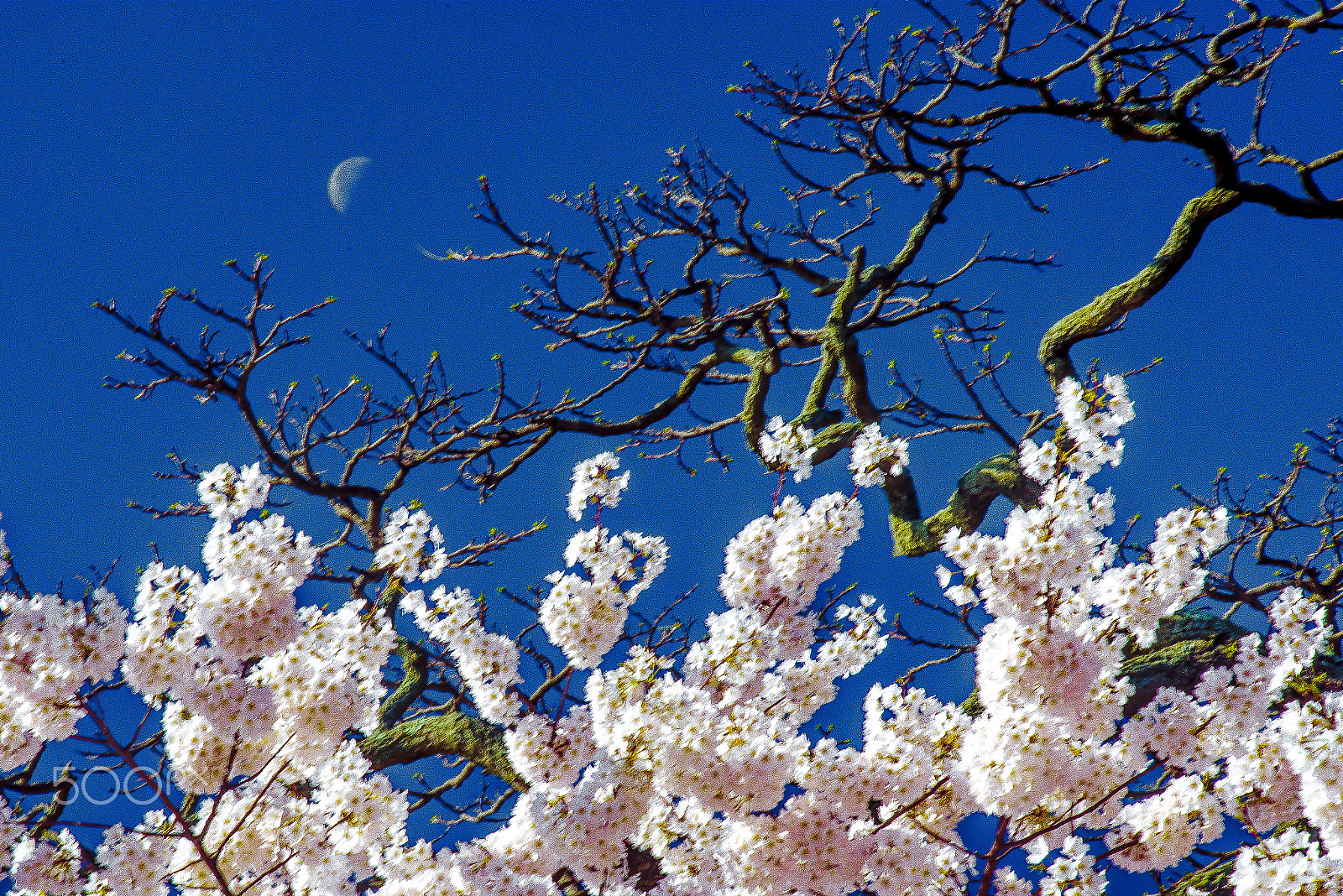 Nikon D610 + AF Nikkor 70-210mm f/4-5.6 sample photo. Cherry blossom festival photography