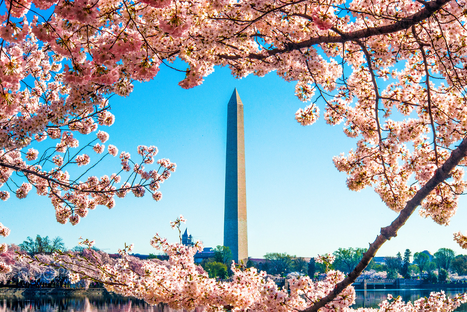 Nikon D610 + AF Nikkor 70-210mm f/4-5.6 sample photo. Washington monument cherry blossoms photography