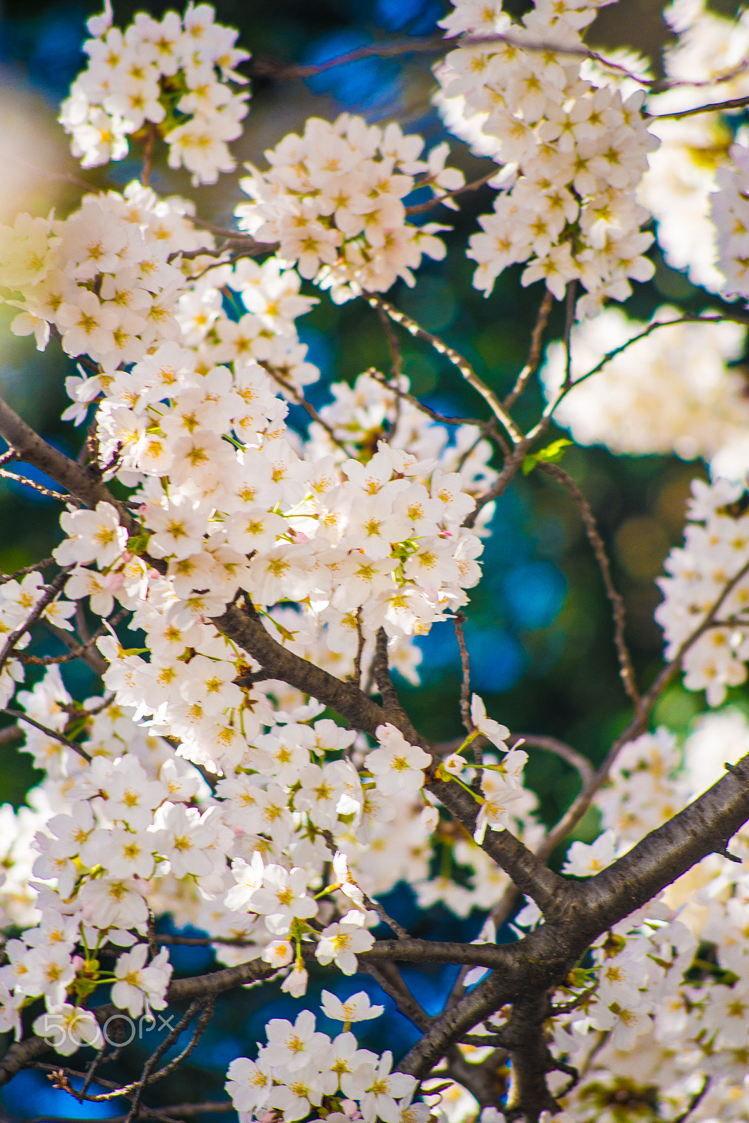 Nikon D610 + AF Nikkor 70-210mm f/4-5.6 sample photo. Untitled photography