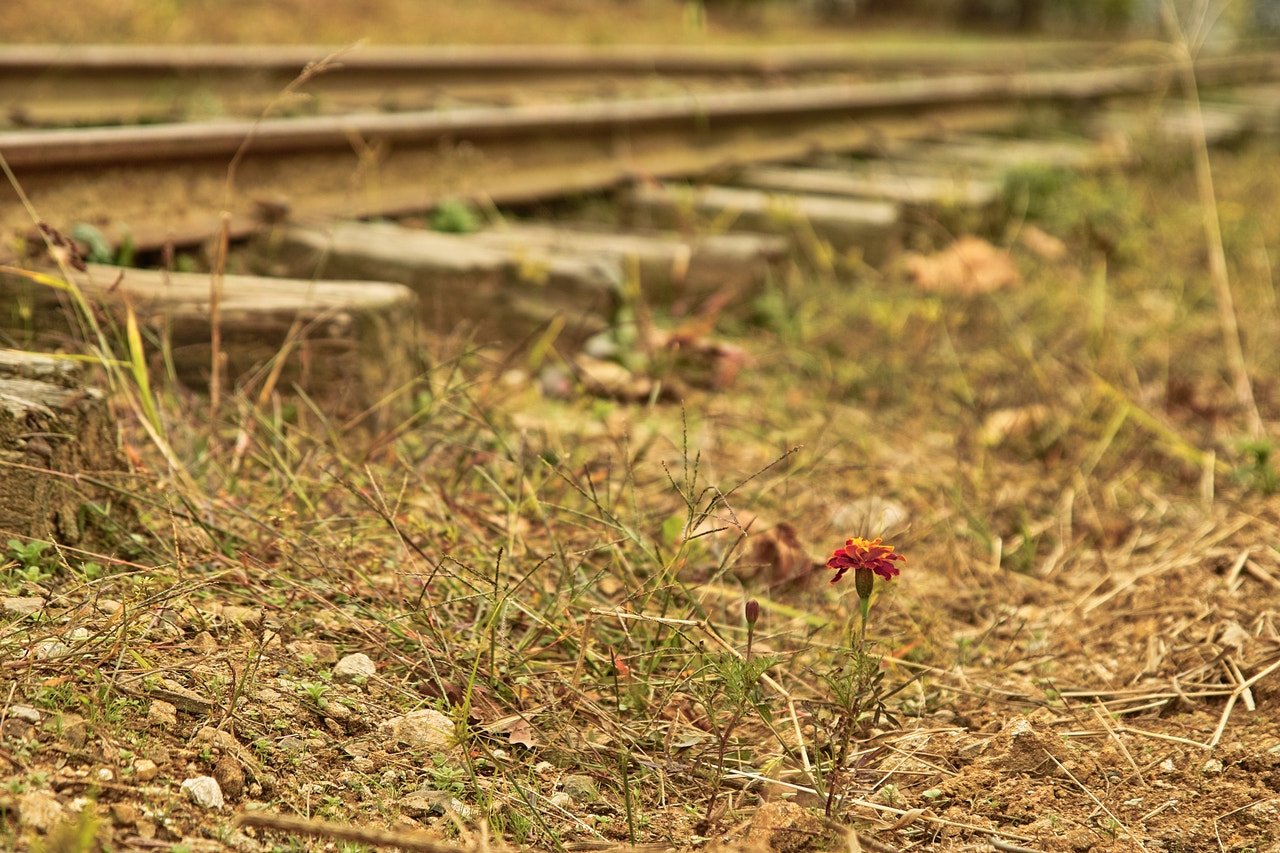 Sigma SD14 sample photo. Flowers bloom in the wasteland photography