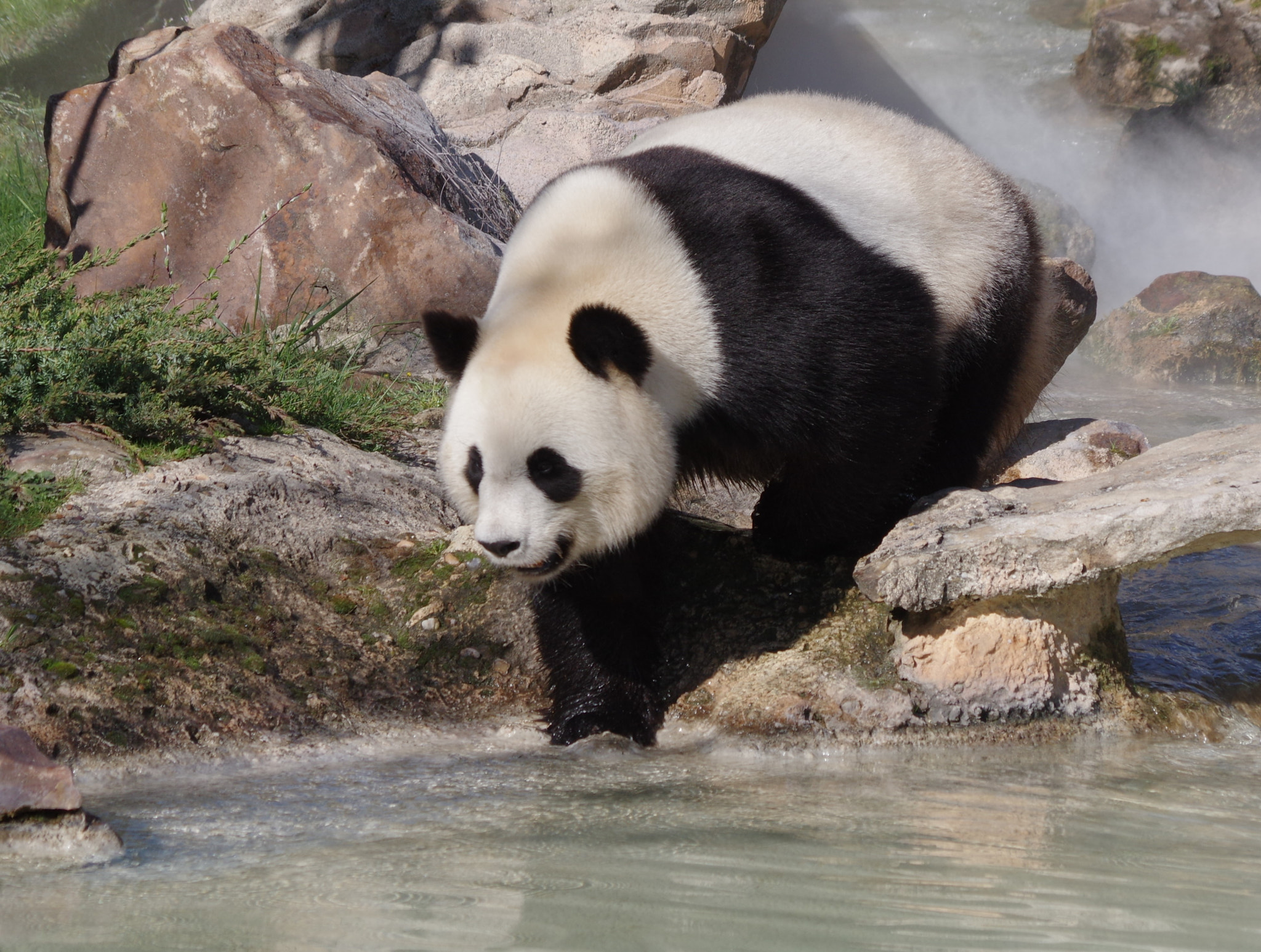 Pentax smc DA 55-300mm F4.0-5.8 ED sample photo. Panda géant photography
