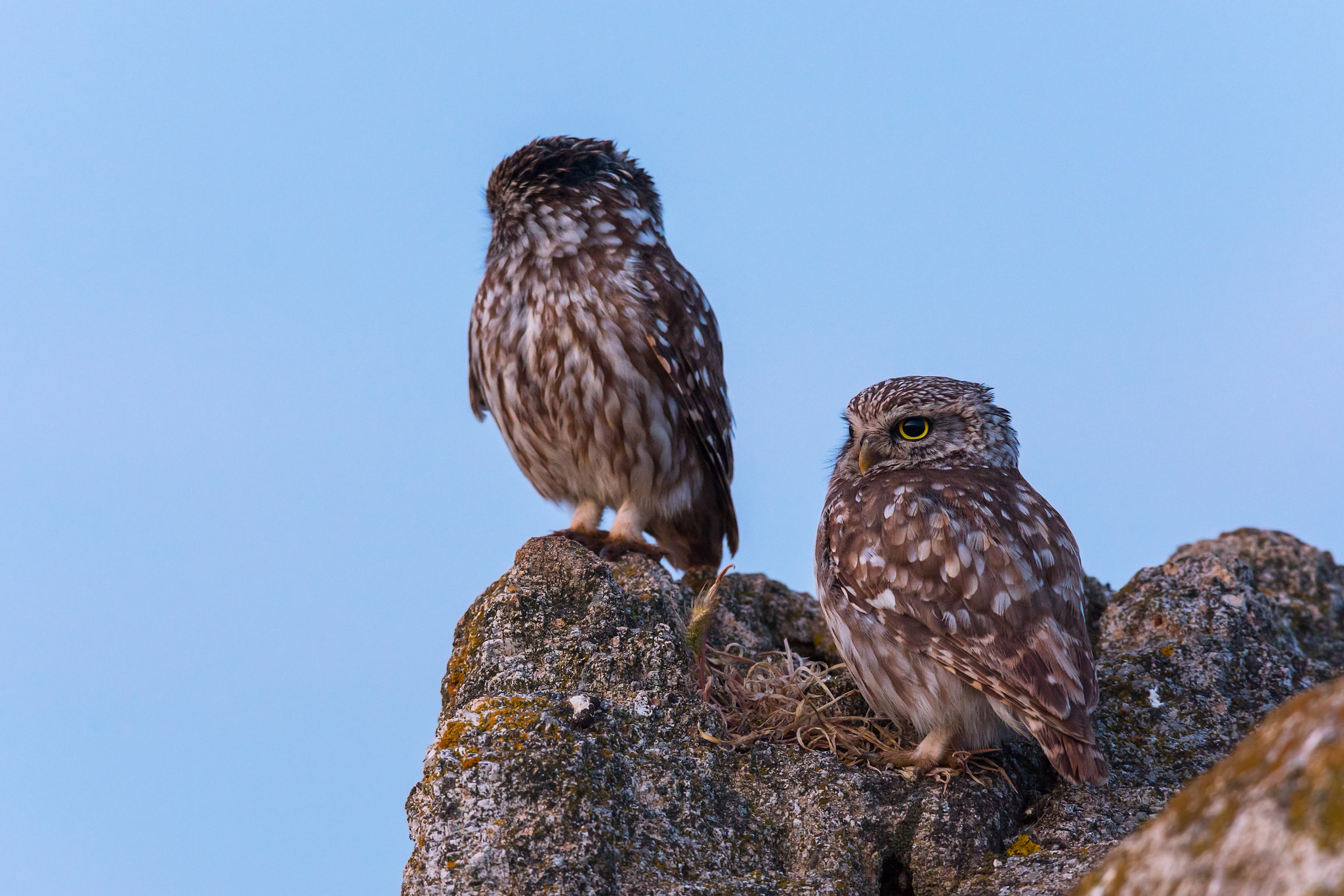 Sony ILCA-77M2 + Sony 300mm F2.8 G SSM II sample photo. Owls photography