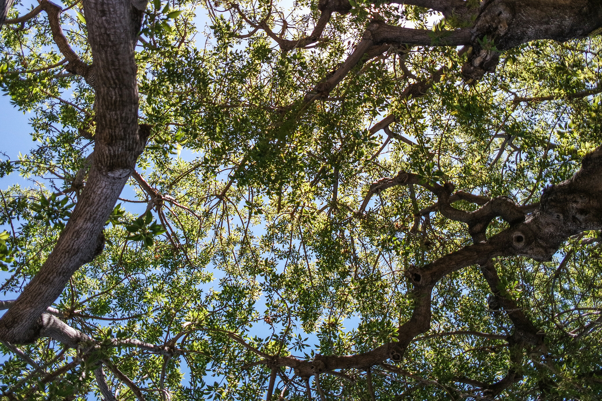 NX 16mm F2.4 sample photo. Tree trunks  photography