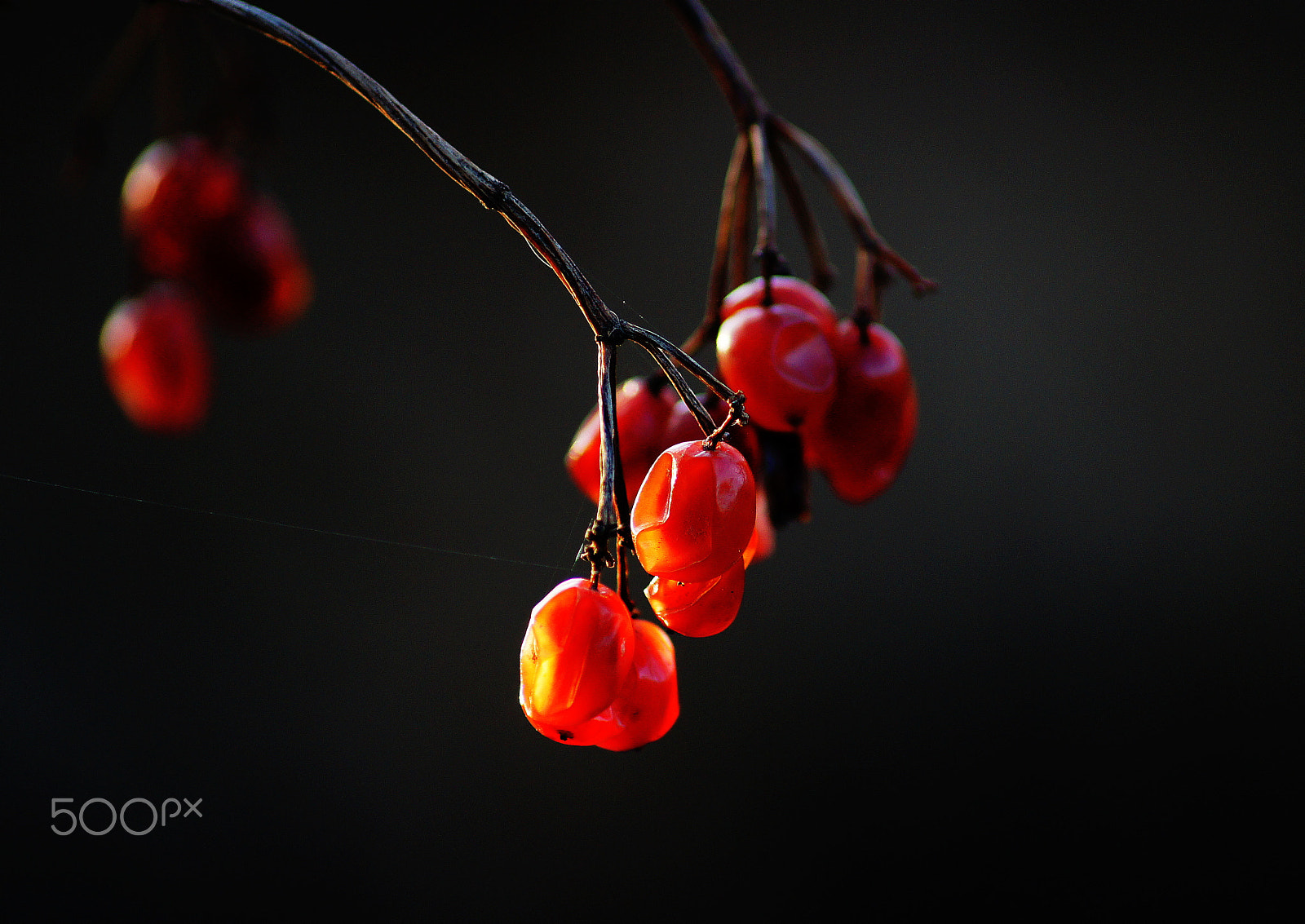 Sony DT 55-200mm F4-5.6 SAM sample photo. Калина прошлогодняя photography