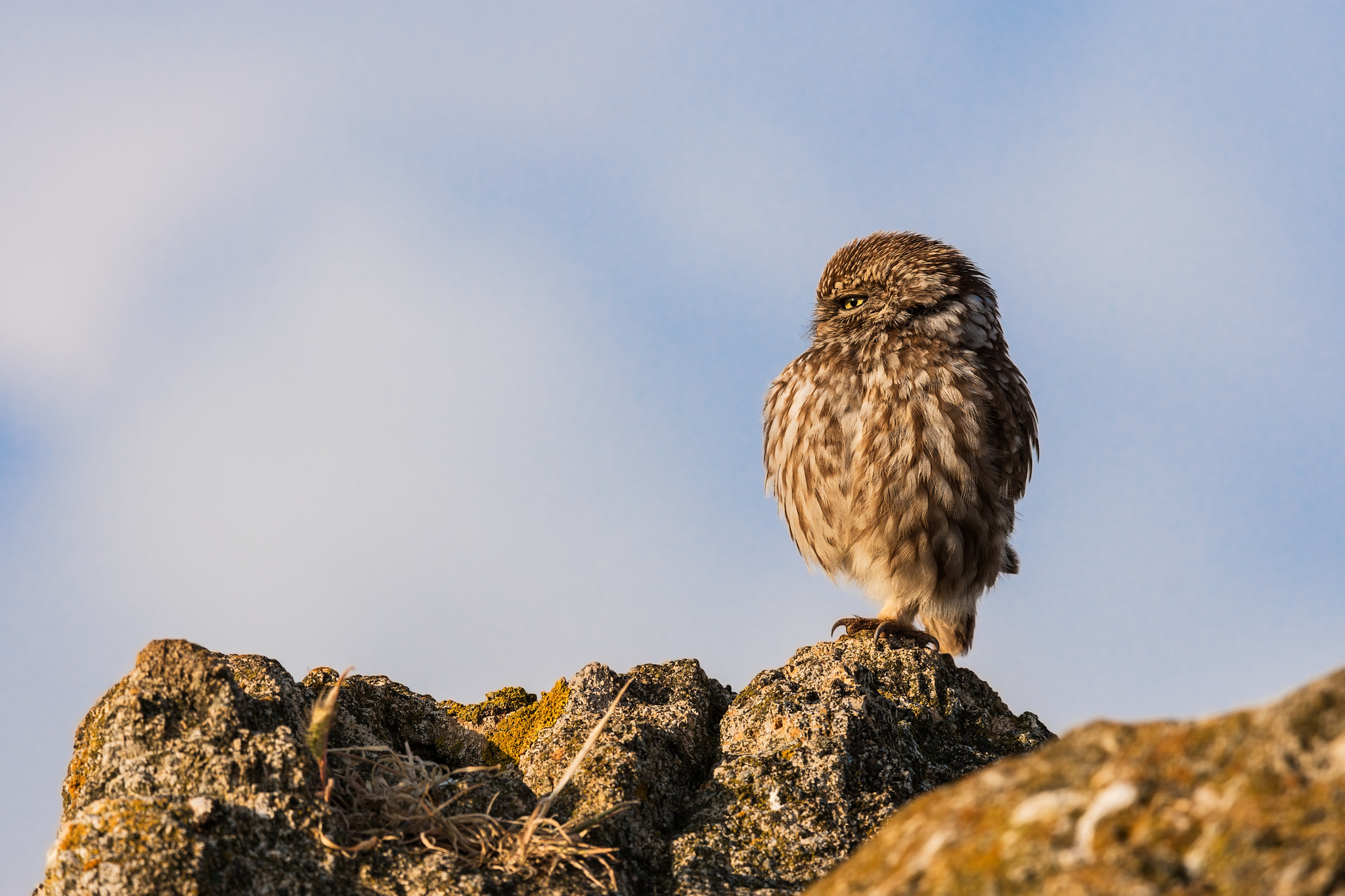 Sony 300mm F2.8 G SSM II sample photo. Owl photography