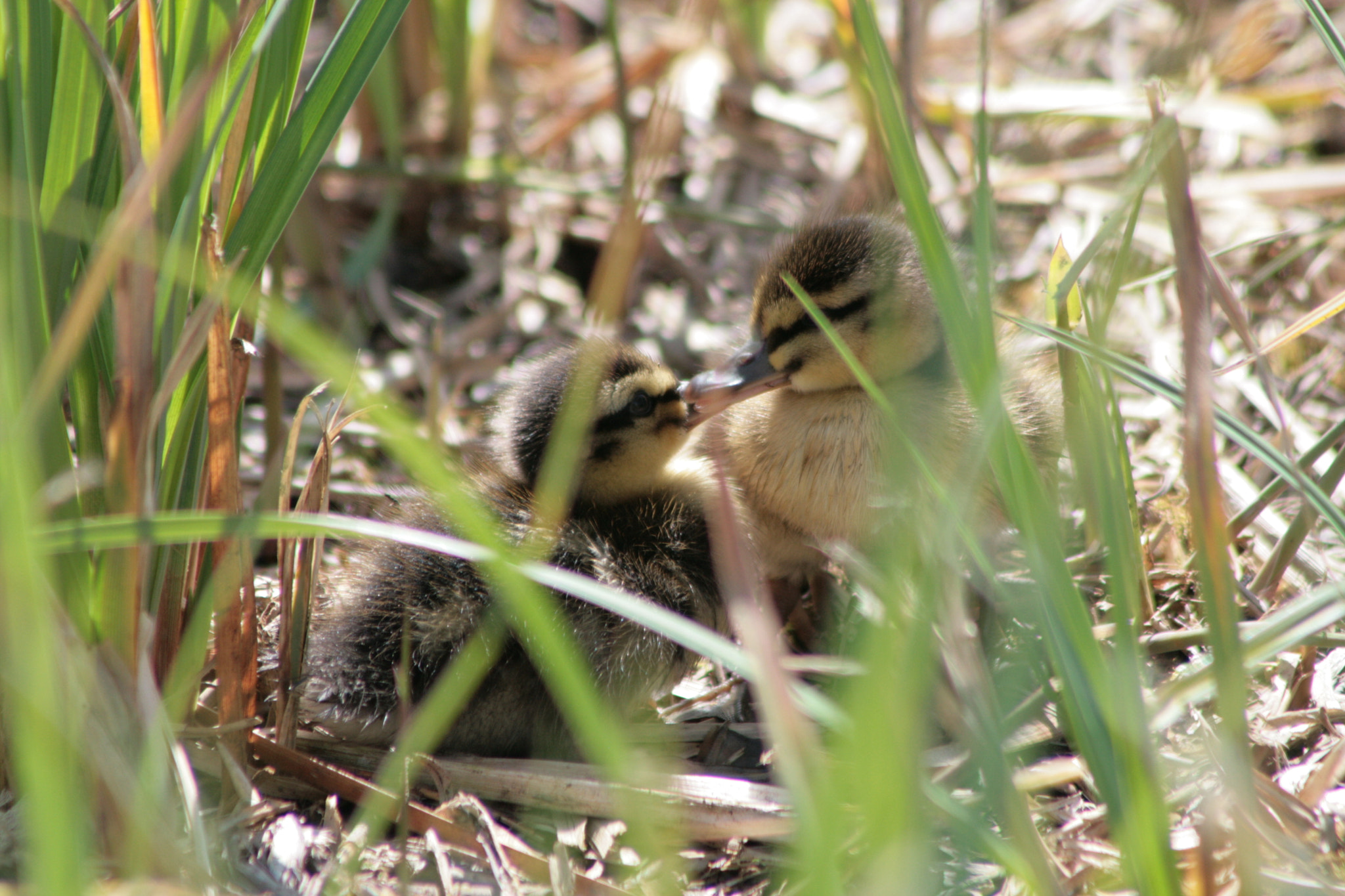 Canon EF 75-300mm f/4-5.6 USM sample photo
