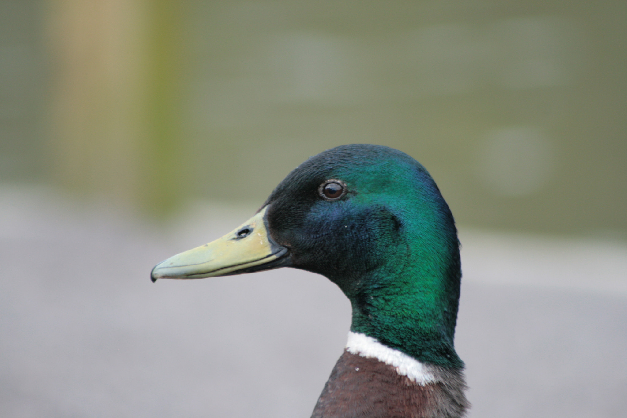 Canon EF 75-300mm f/4-5.6 USM sample photo