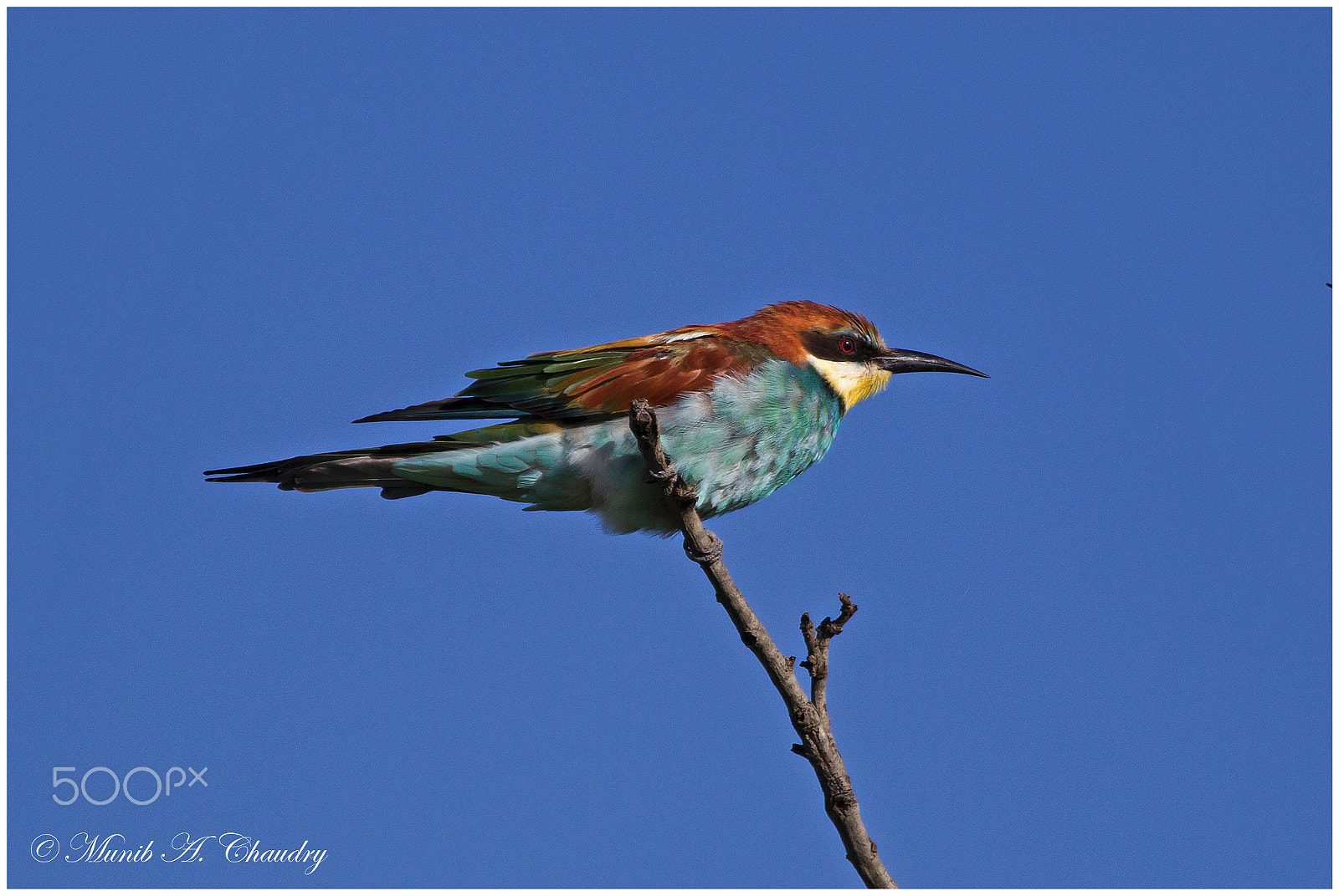 Canon EF 300mm F2.8L IS USM sample photo. The annual visitor! photography