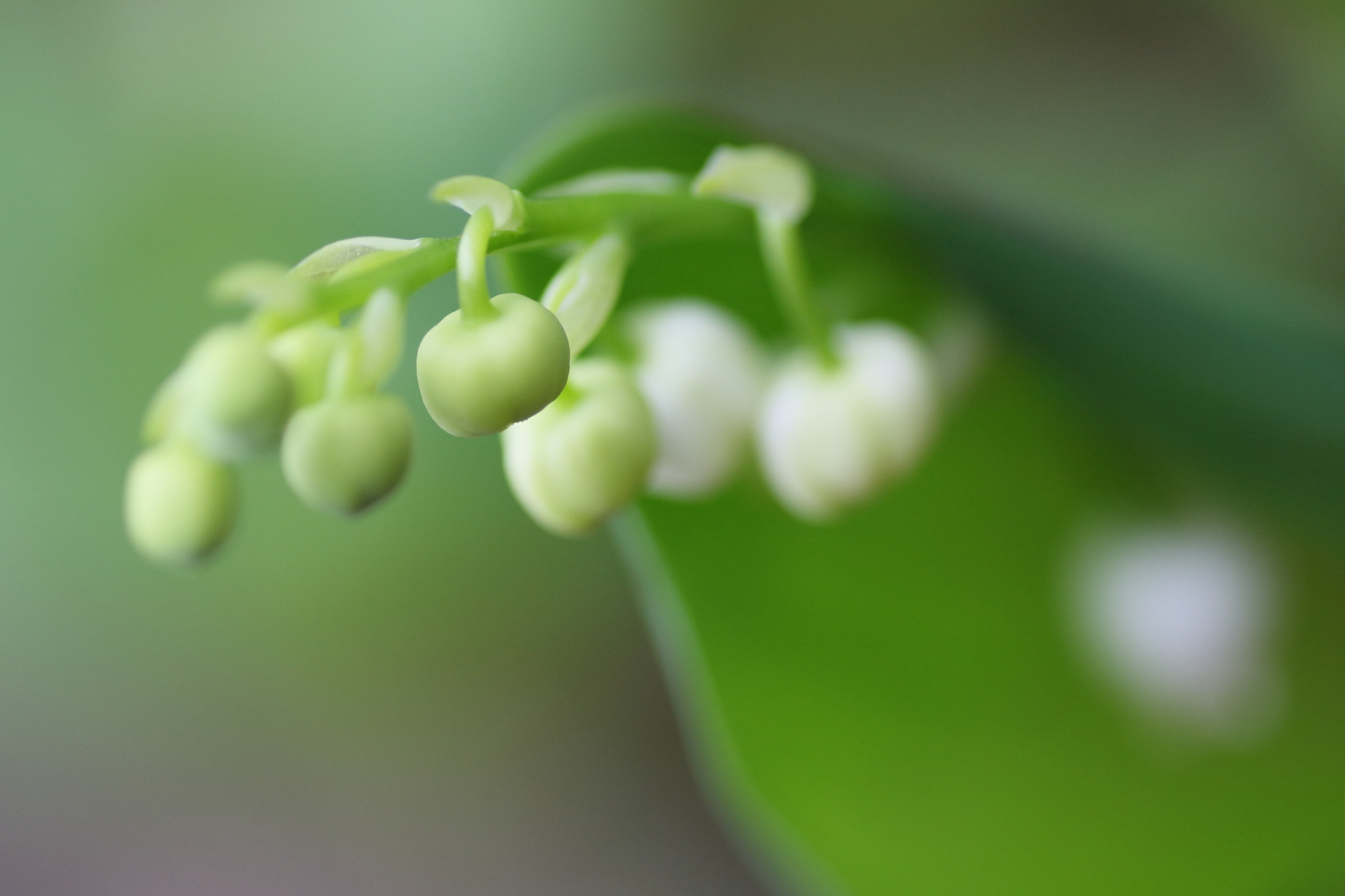 Canon EOS-1D Mark III + Tamron SP AF 90mm F2.8 Di Macro sample photo. Lily of the valley photography