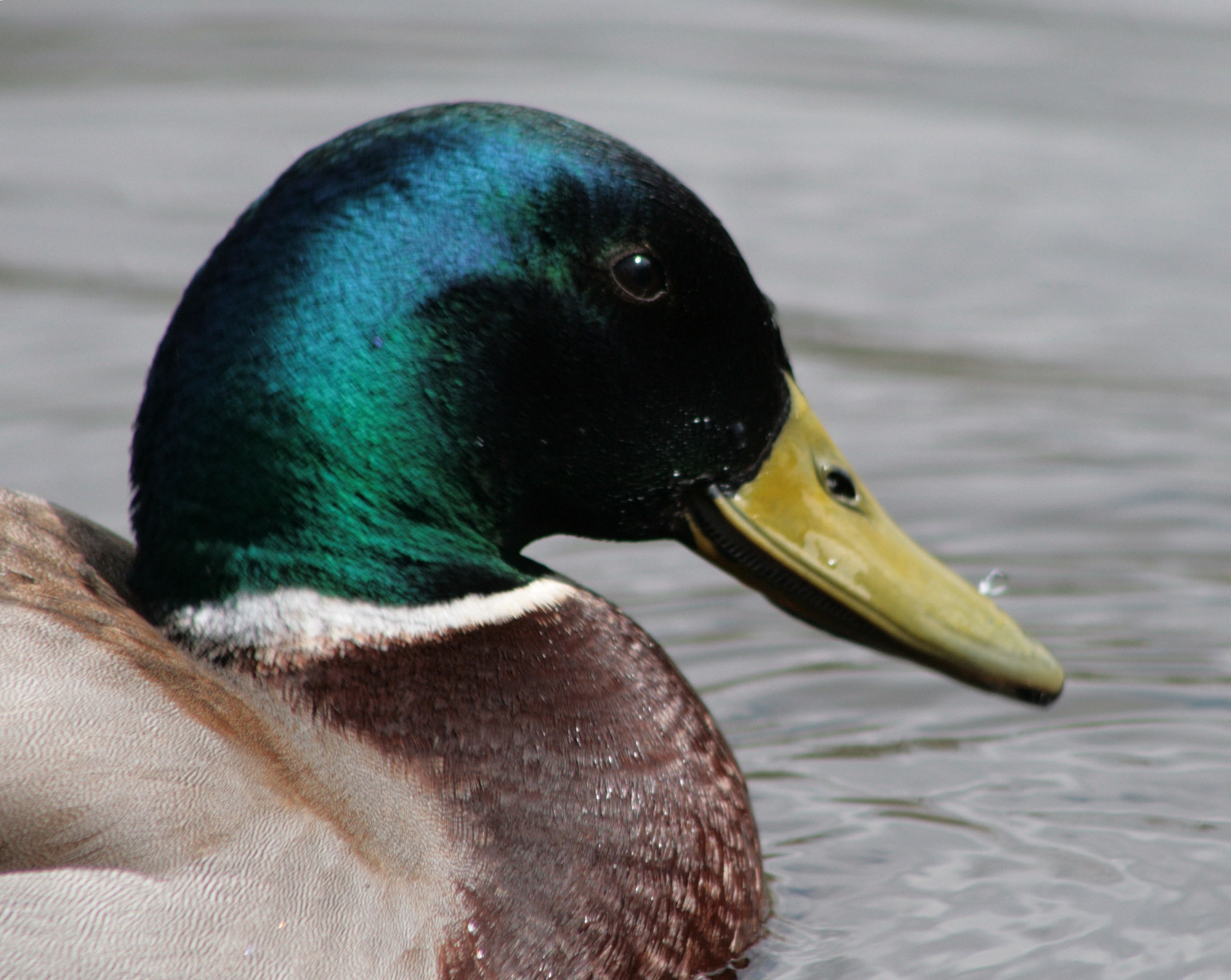 Canon EF75-300mm f/4-5.6 USM sample photo