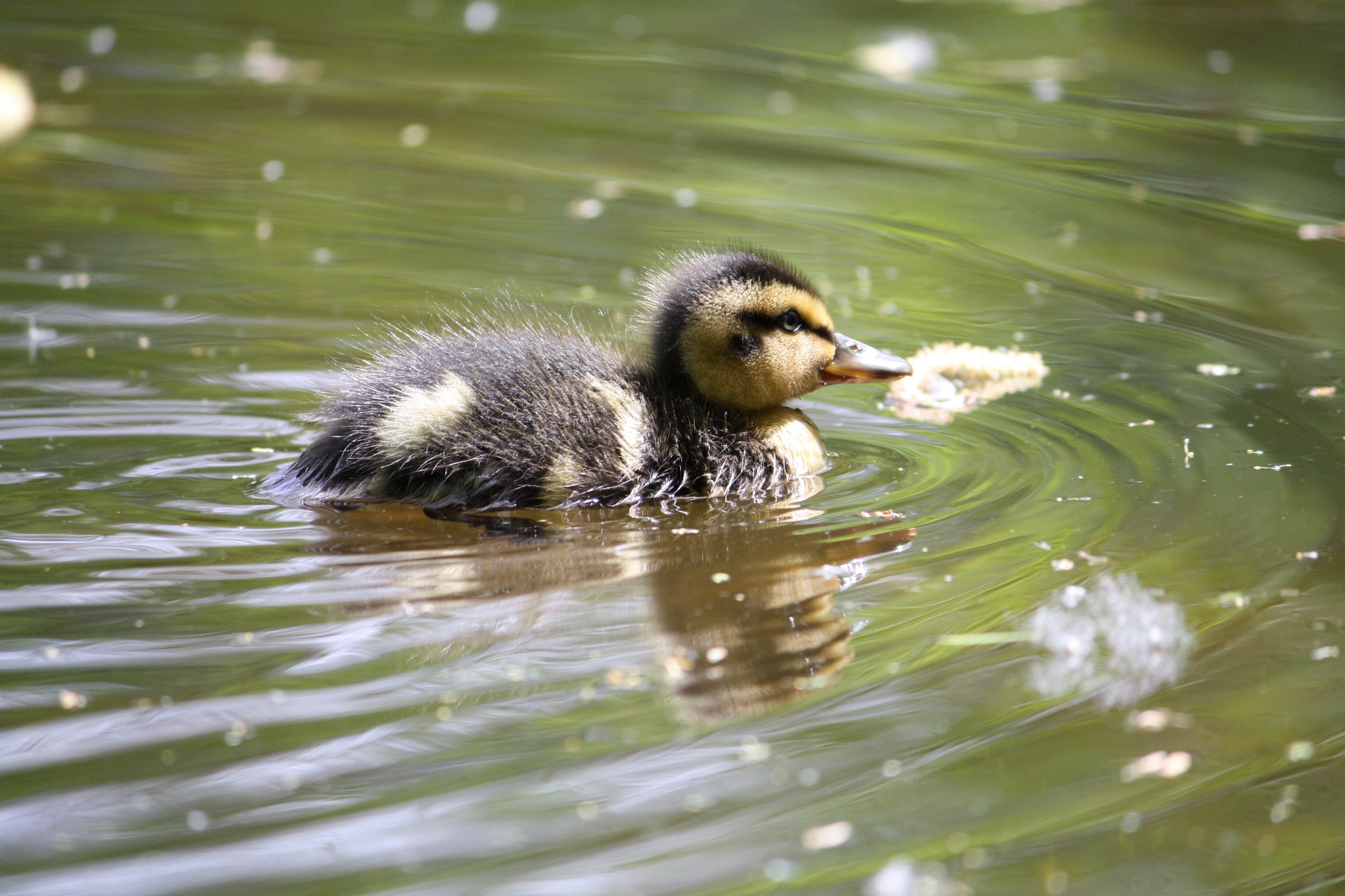 Canon EOS 1000D (EOS Digital Rebel XS / EOS Kiss F) sample photo. Duckling photography