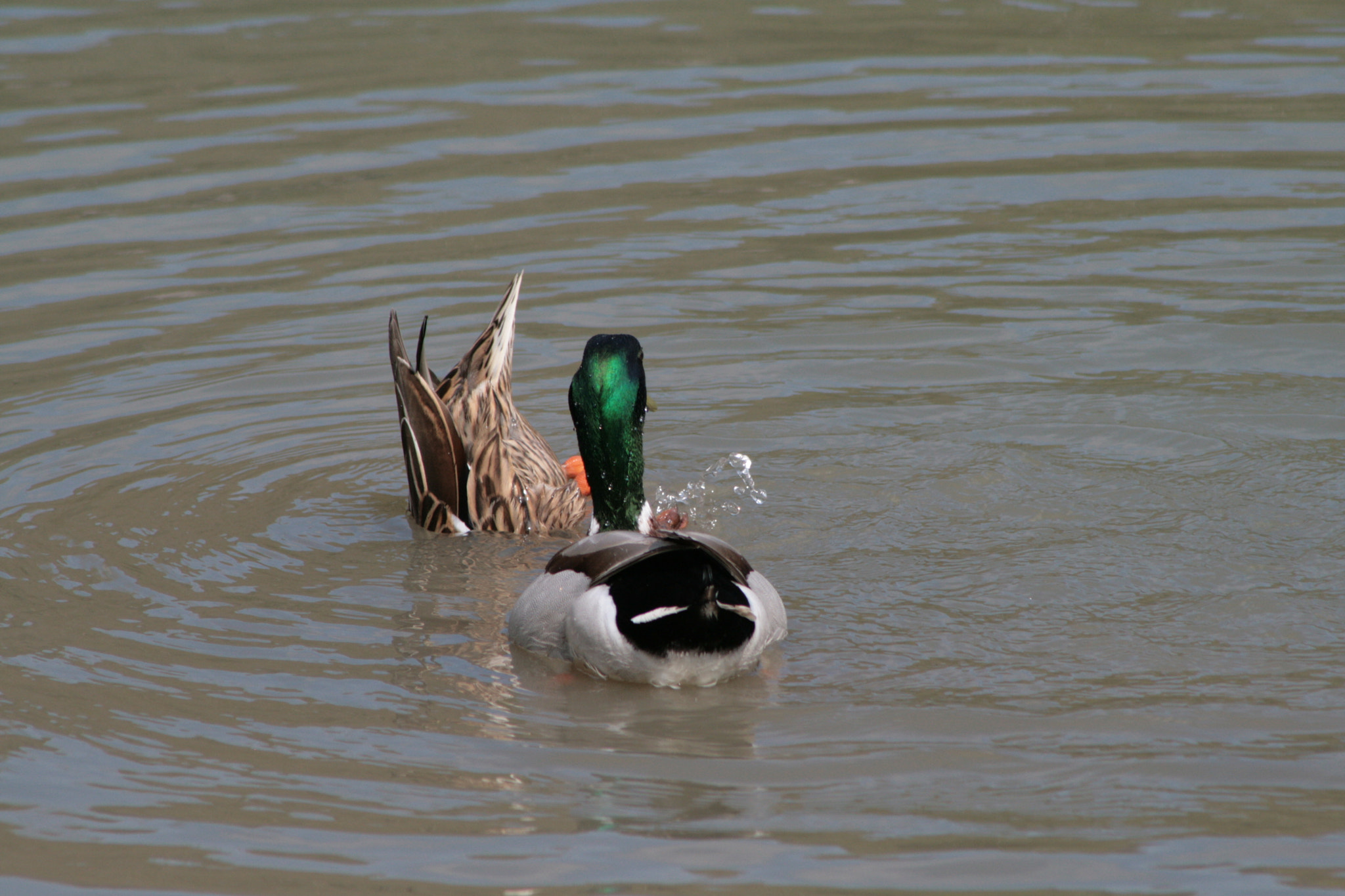 Canon EF 75-300mm f/4-5.6 USM sample photo. 'bottoms up!' photography