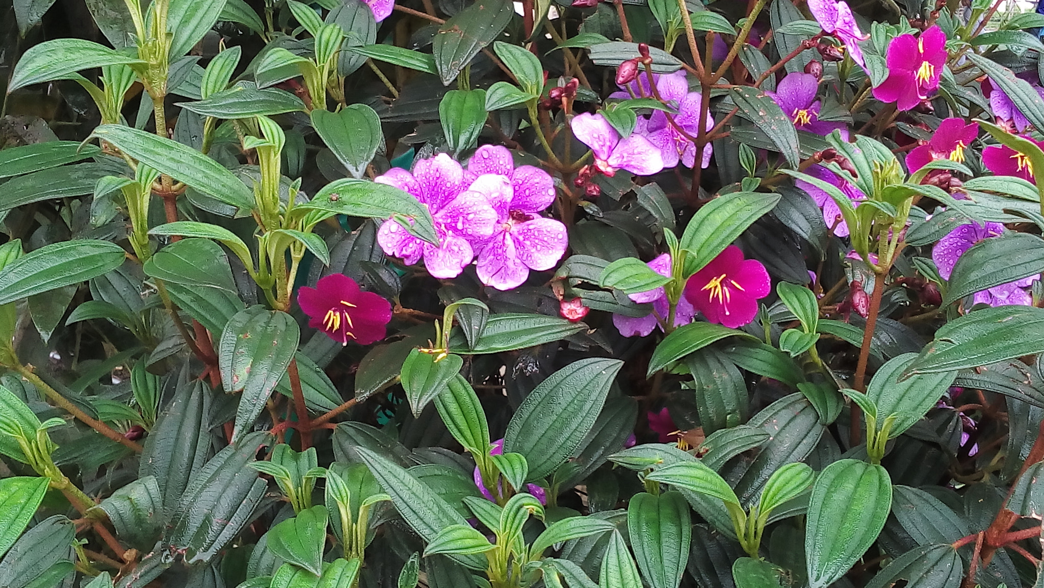 LG L Bello sample photo. Colors photography