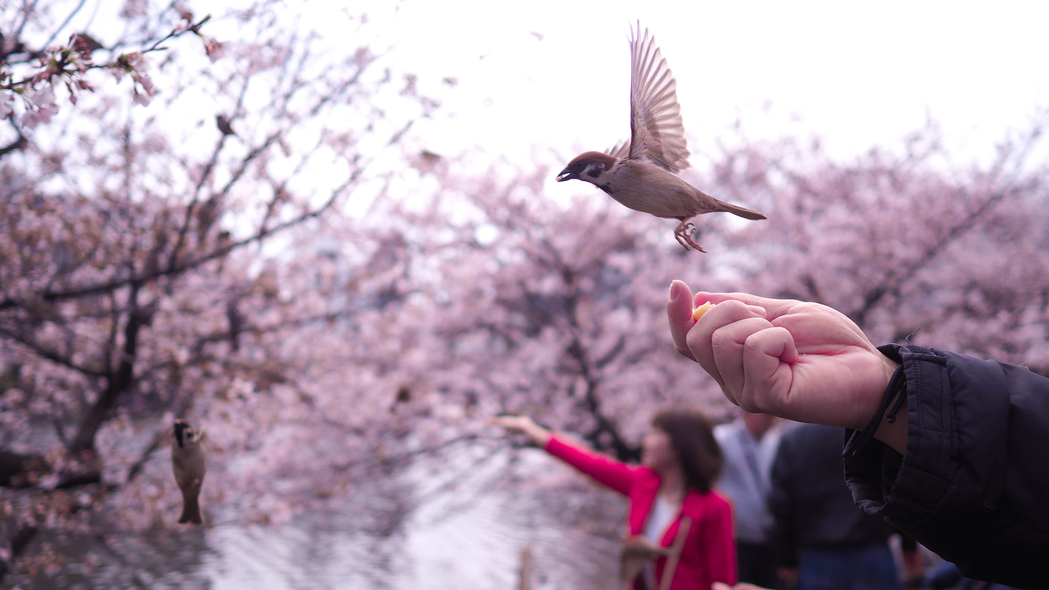 Olympus OM-D E-M10 + Olympus M.Zuiko Digital 17mm F1.8 sample photo. Fly like a bird photography