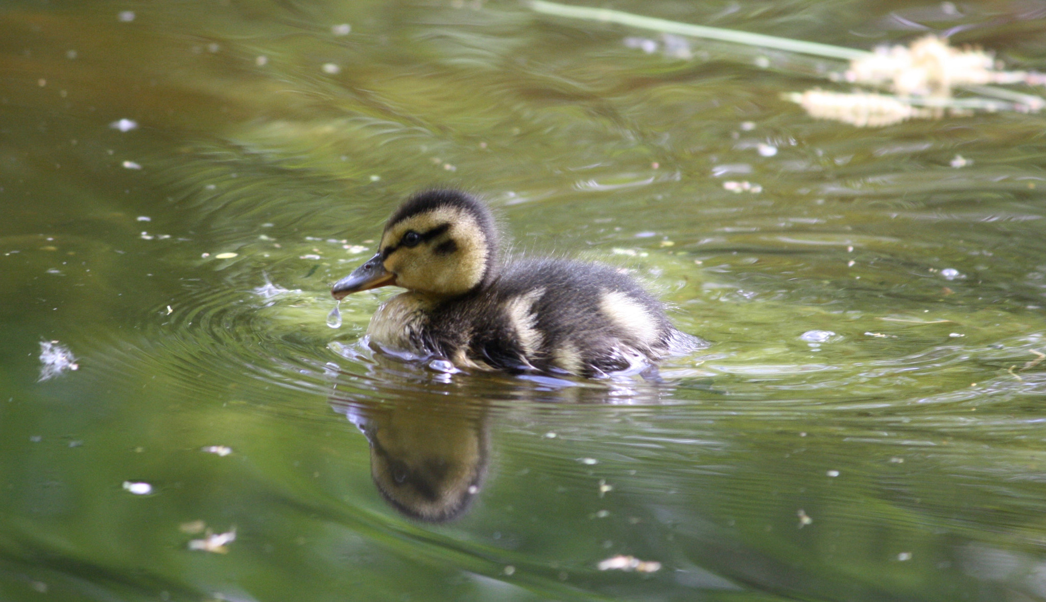 Canon EOS 1000D (EOS Digital Rebel XS / EOS Kiss F) sample photo. Duckling photography