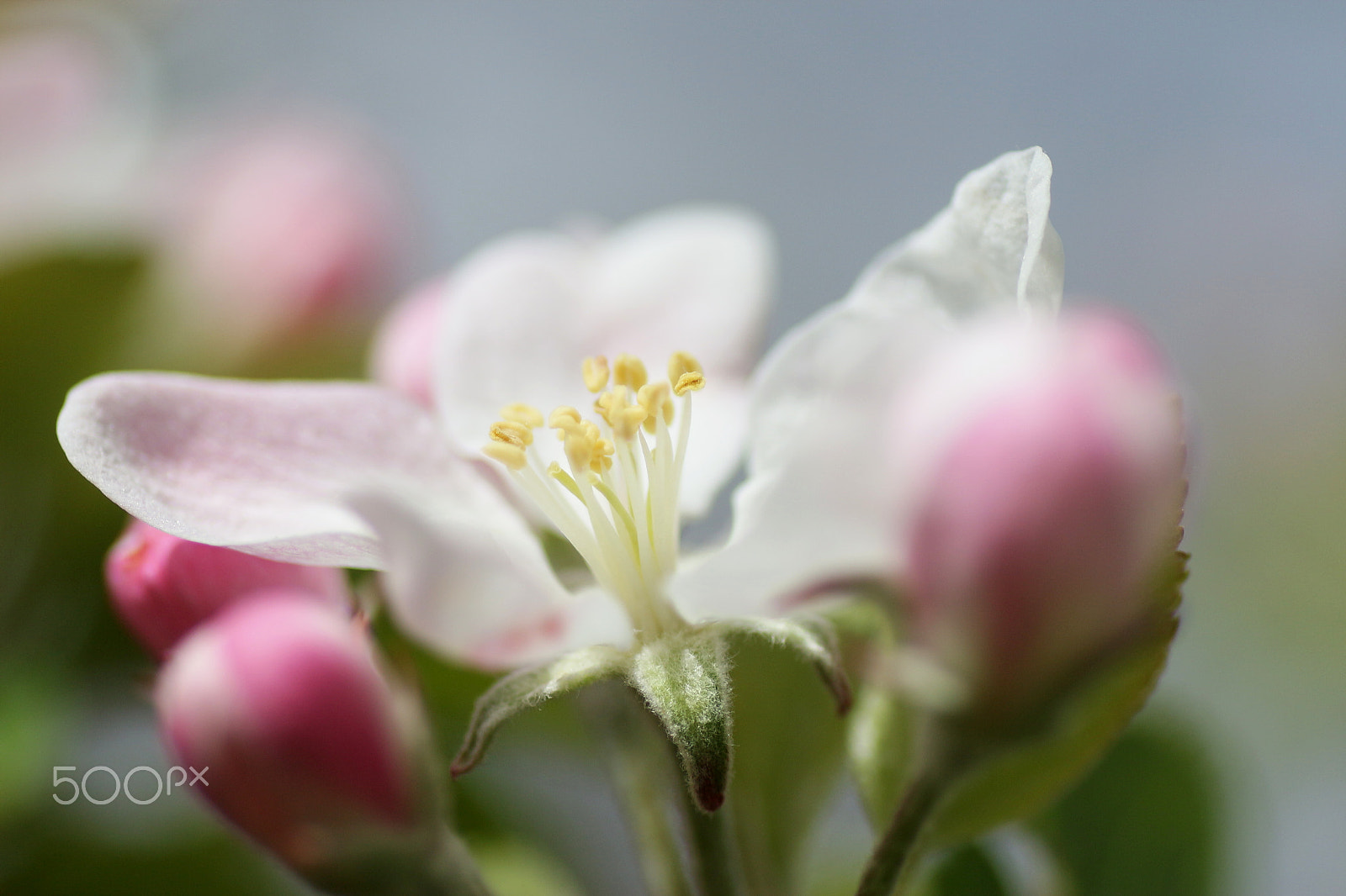 Canon EOS 650D (EOS Rebel T4i / EOS Kiss X6i) + Tamron SP AF 90mm F2.8 Di Macro sample photo. Blüte blossom photography