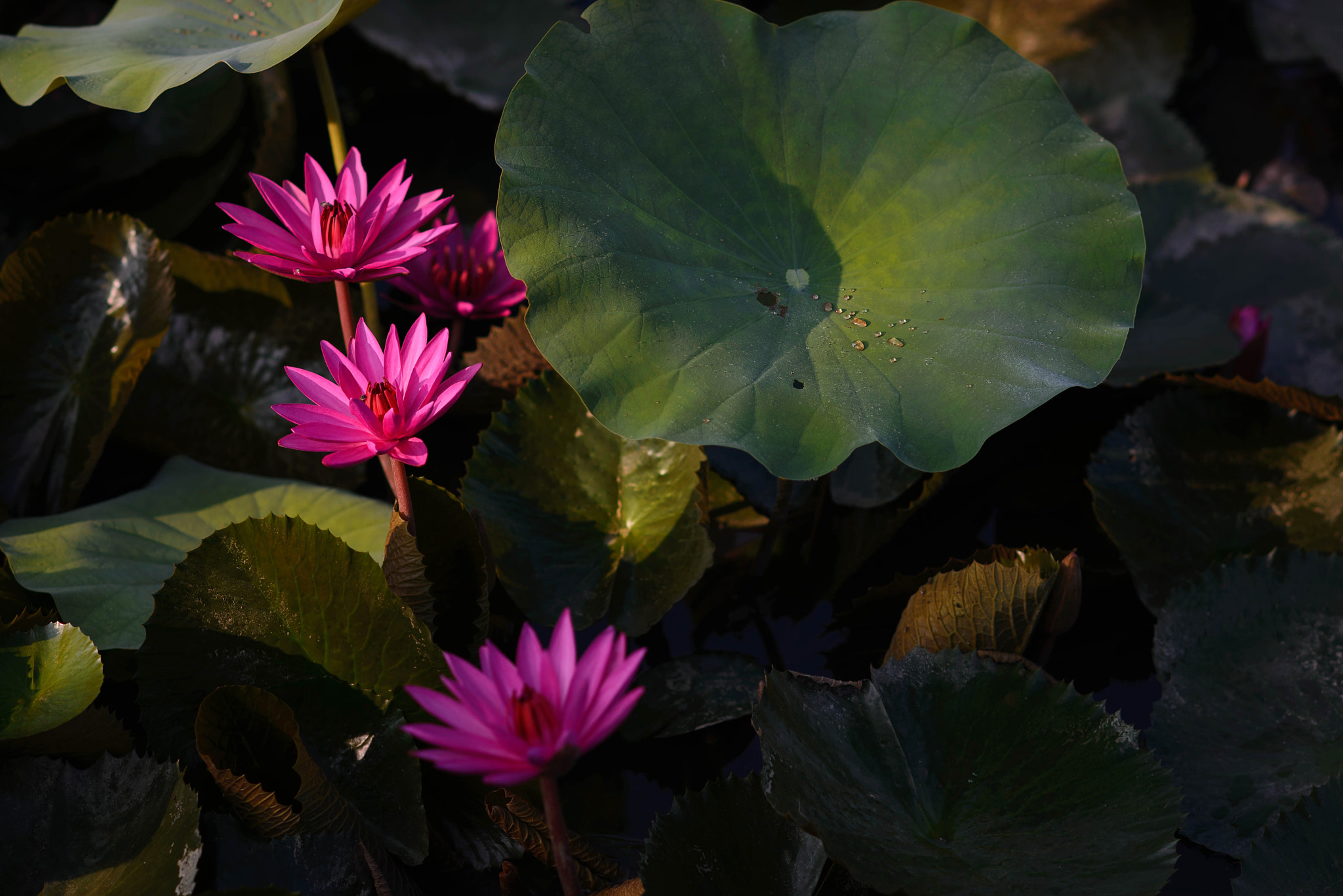 Nikon D610 + AF DC-Nikkor 135mm f/2D sample photo. In golden light. photography