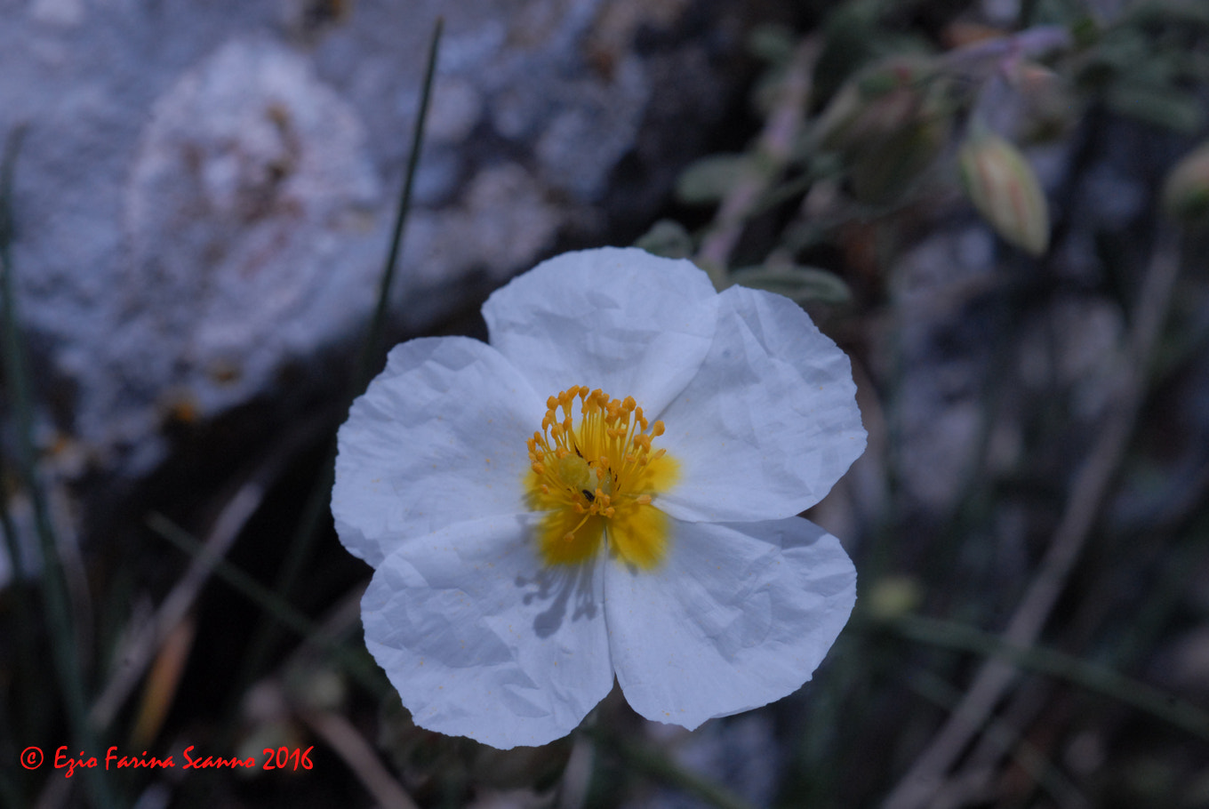 Nikon D200 + AF Micro-Nikkor 60mm f/2.8 sample photo. Cistus salviifolius (cisto femmina) photography