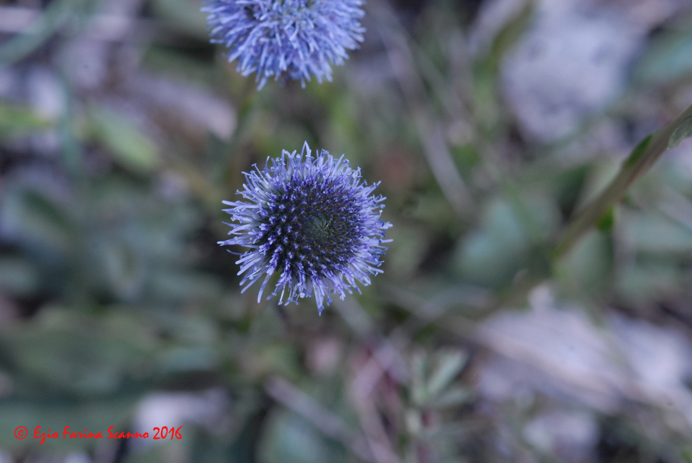 Nikon D200 + AF Micro-Nikkor 60mm f/2.8 sample photo. Globularia bisnagarica (vedovella dei prati) photography