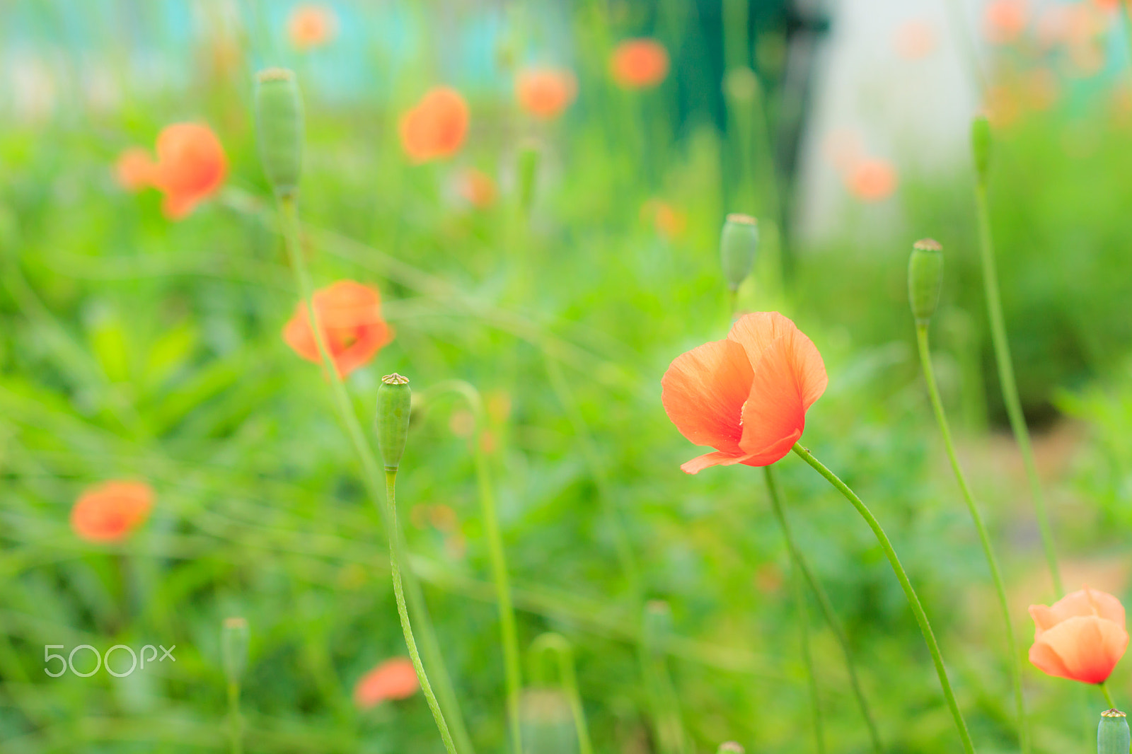 Canon EOS M3 + Canon EF 50mm F1.8 STM sample photo. Poppy photography