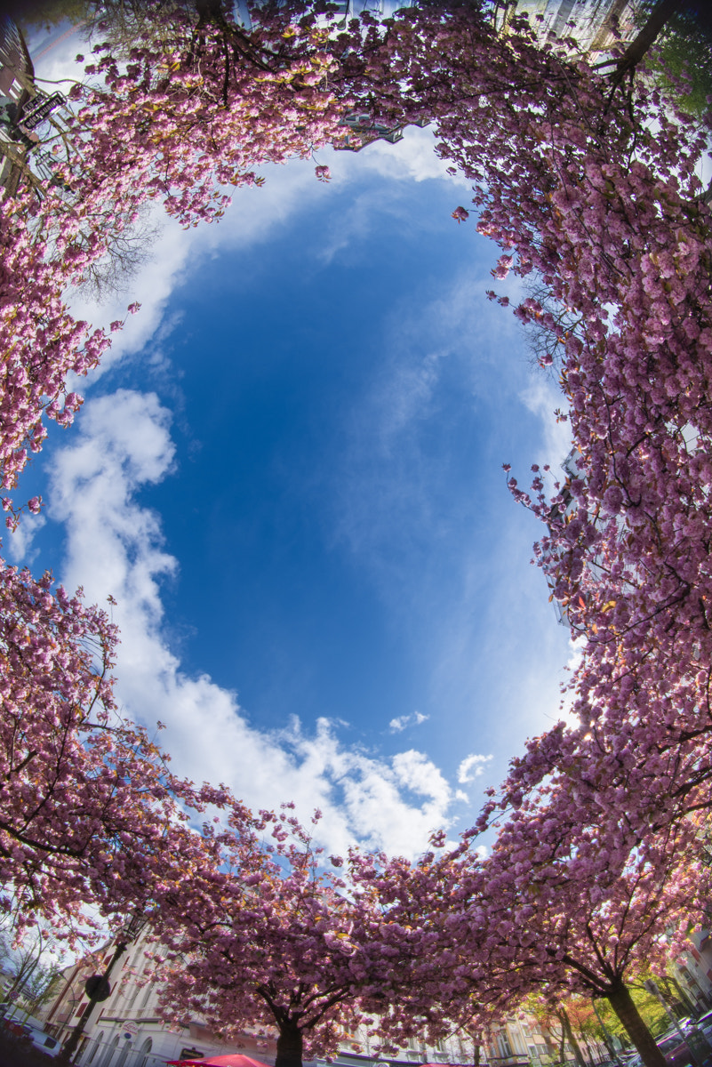 Nikon D610 + Samyang 8mm F3.5 Aspherical IF MC Fisheye sample photo. Cherry blossom photography