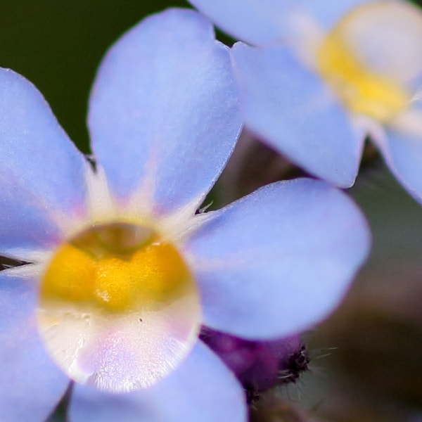 Tamron SP AF 90mm F2.8 Di Macro sample photo. Close-up photography